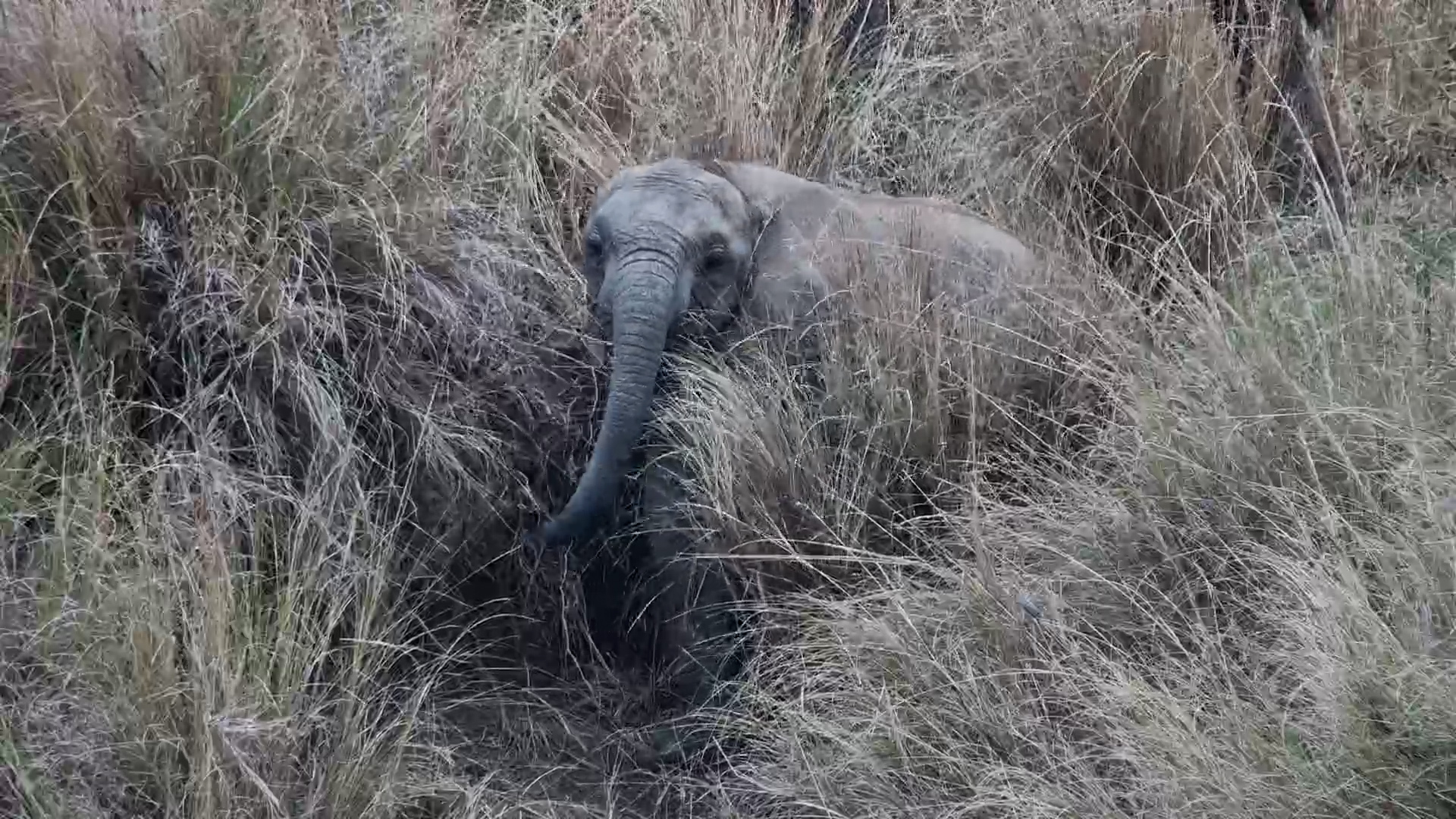 Little Elephant Disappears Into the Long Grass