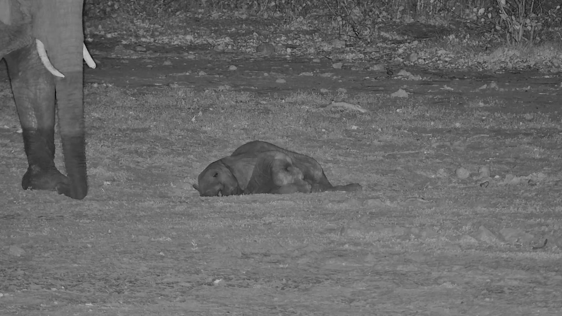 This Little Elephant’s Battery Just Hit 0%