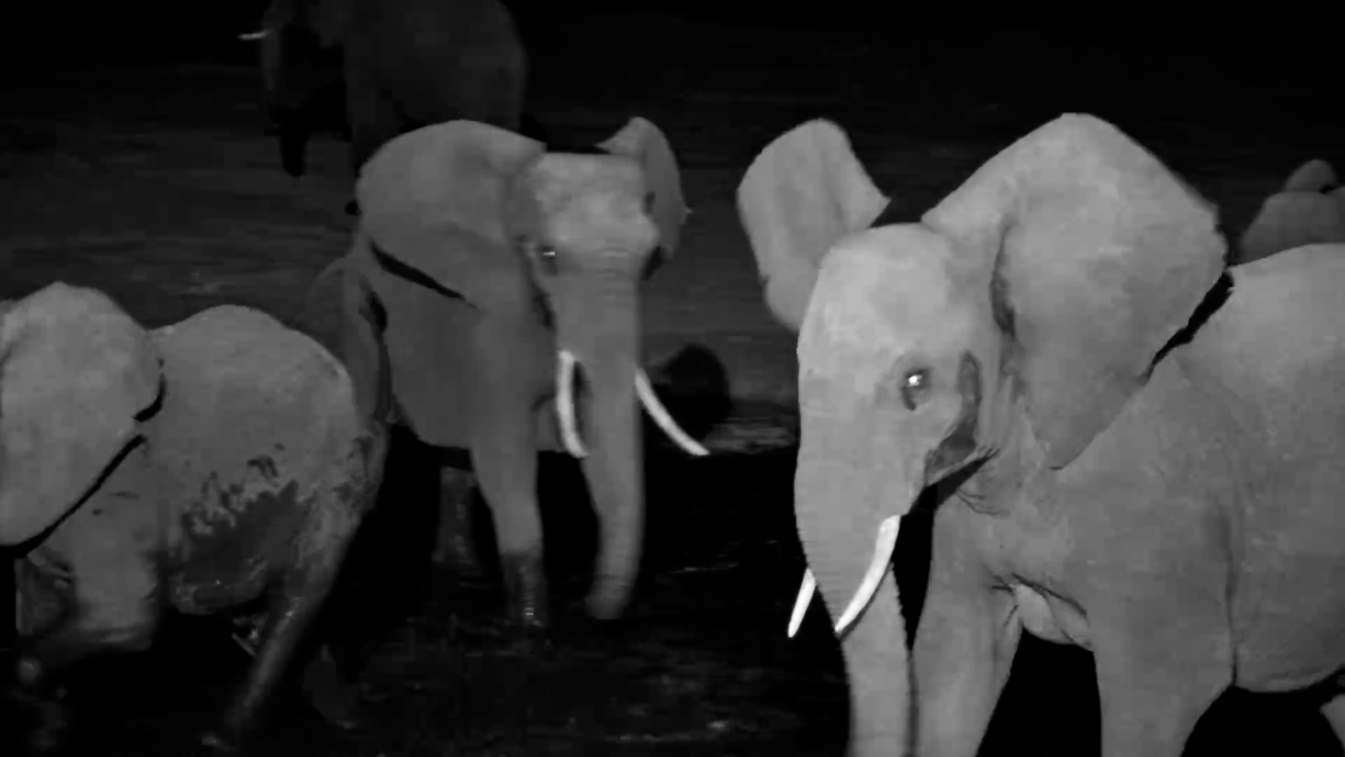 Elephants Gather for a Drink After Dark at Senyati