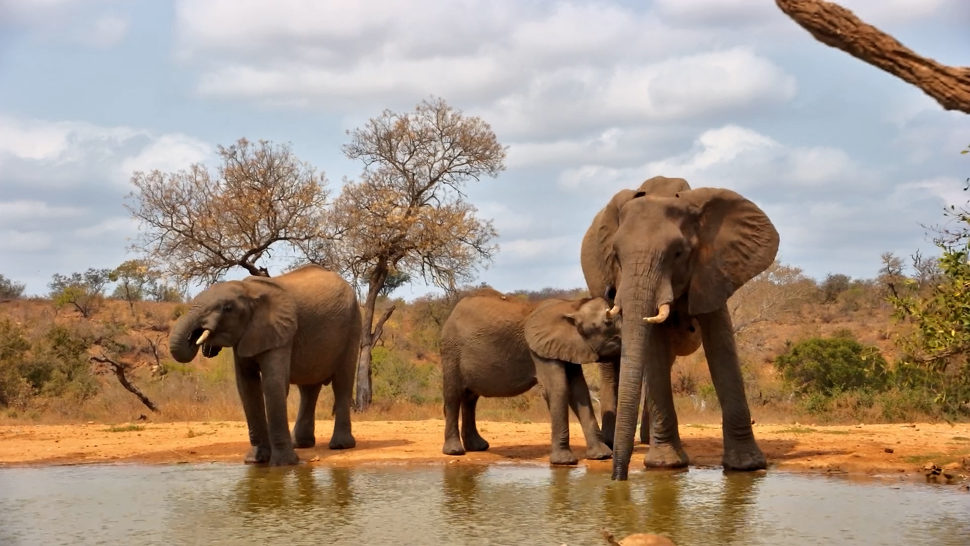 Elephant Family Stops for a Drink at Kings Camp