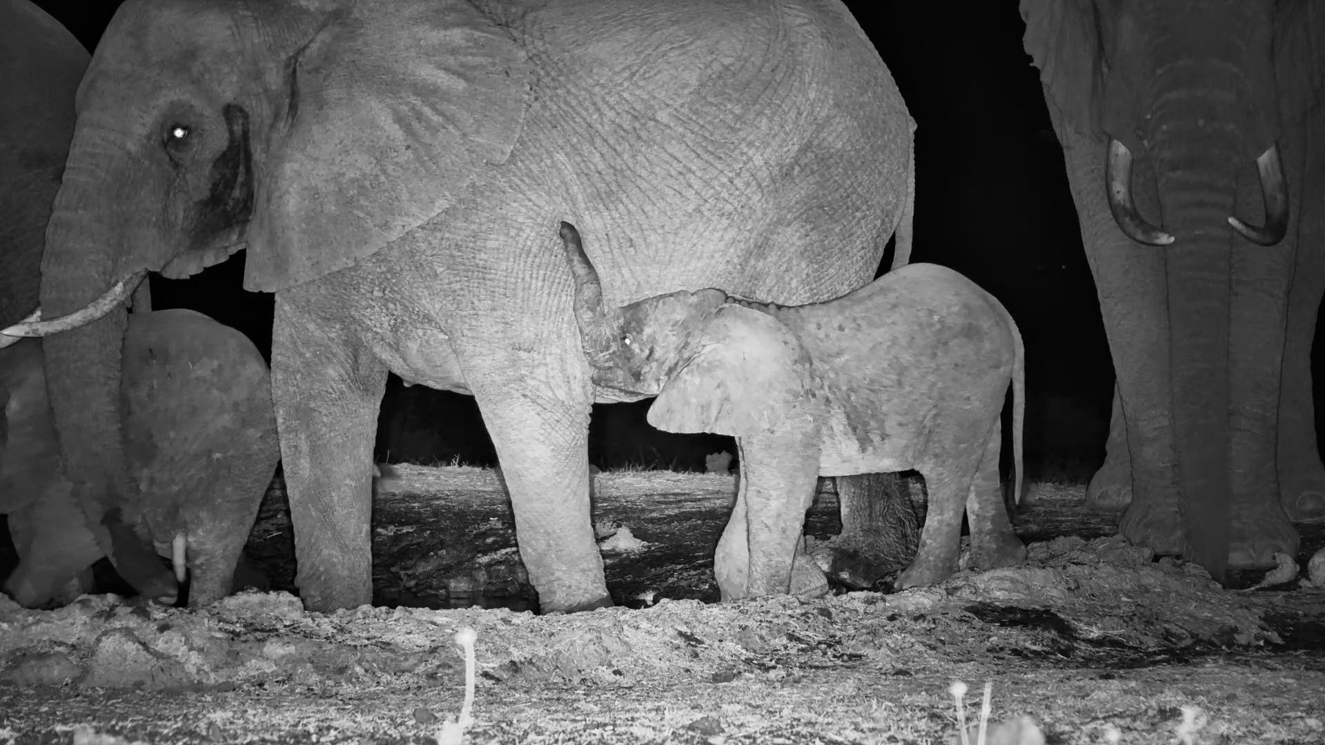 The Whole Herd Arrives… But We Can’t Stop Watching the Little One