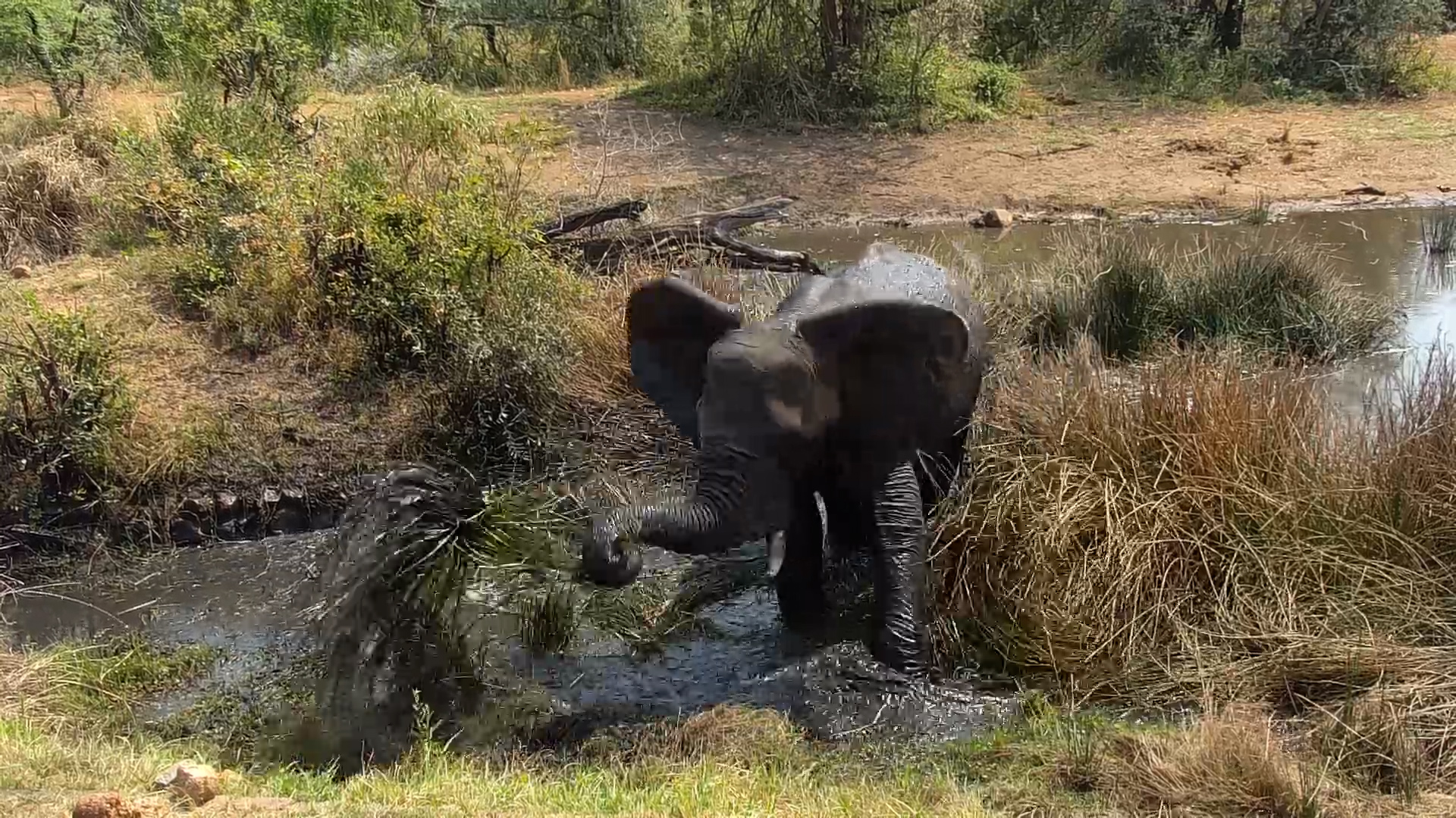 This Elephant Has Some VERY Strong Feelings About Mud