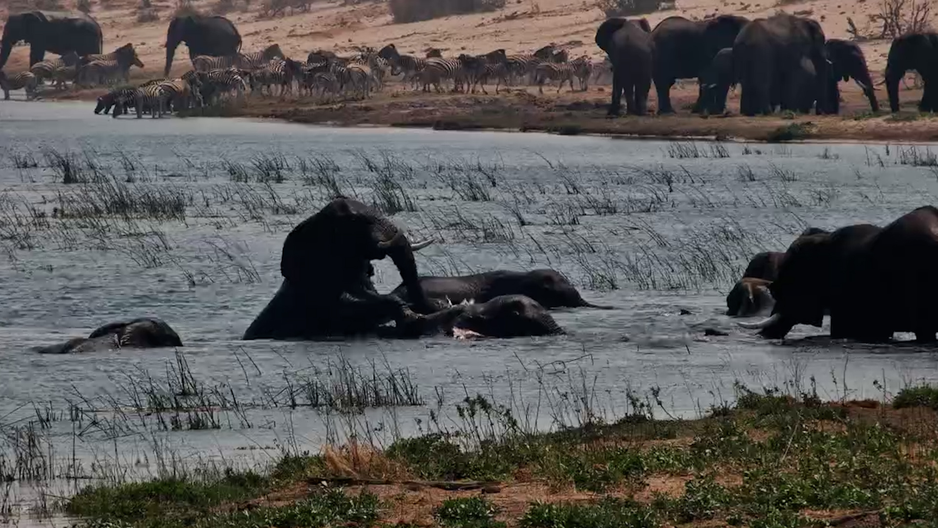 Moela Becomes Elephant Central