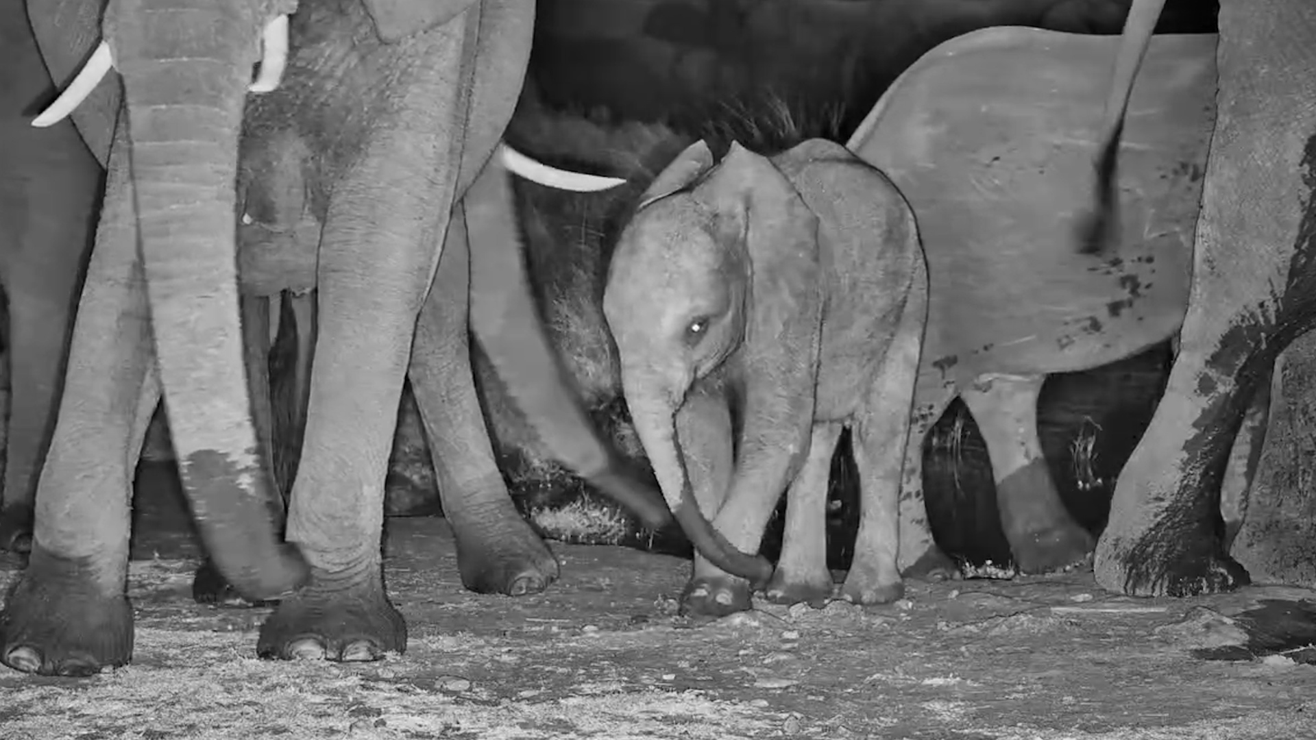 Little Elephant Calf Enjoys an Evening at the Waterhole