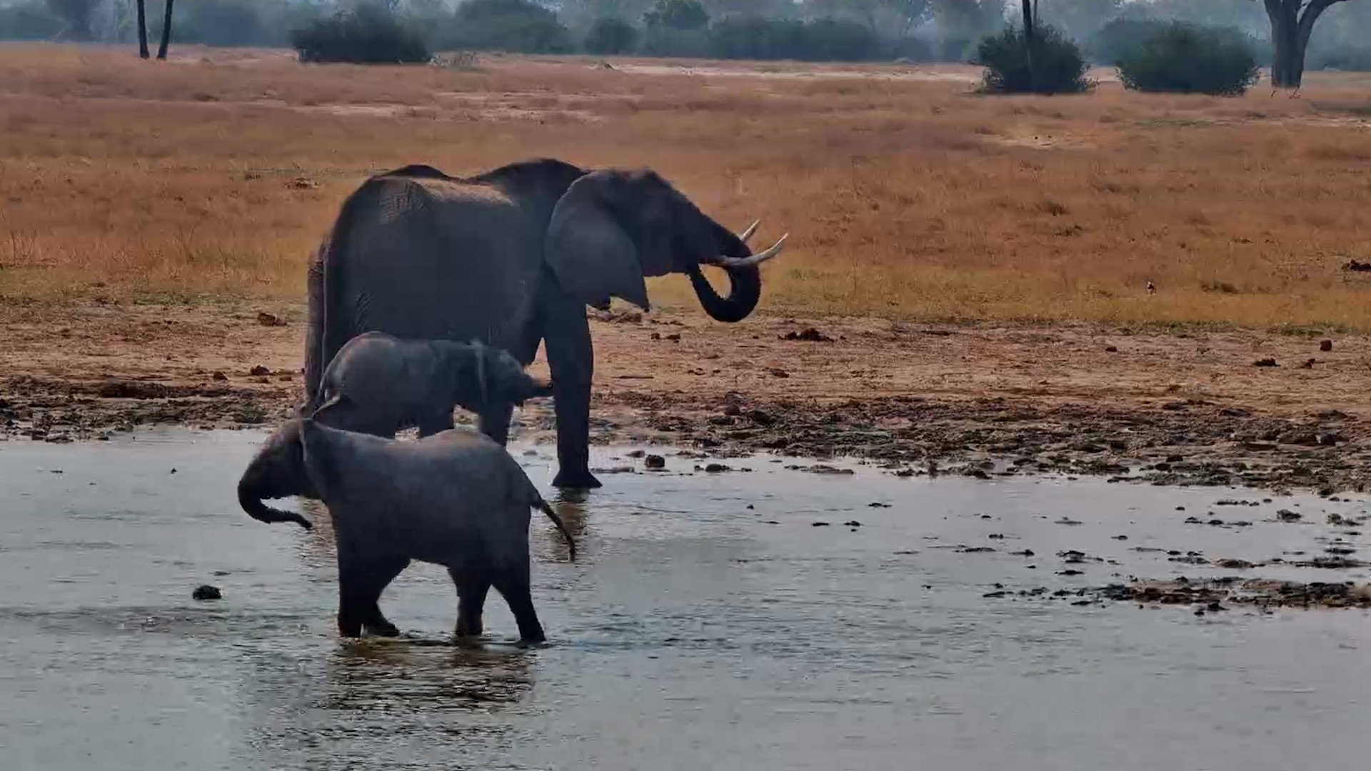 he Zoomies Hit Different When You’re a Baby Elephant