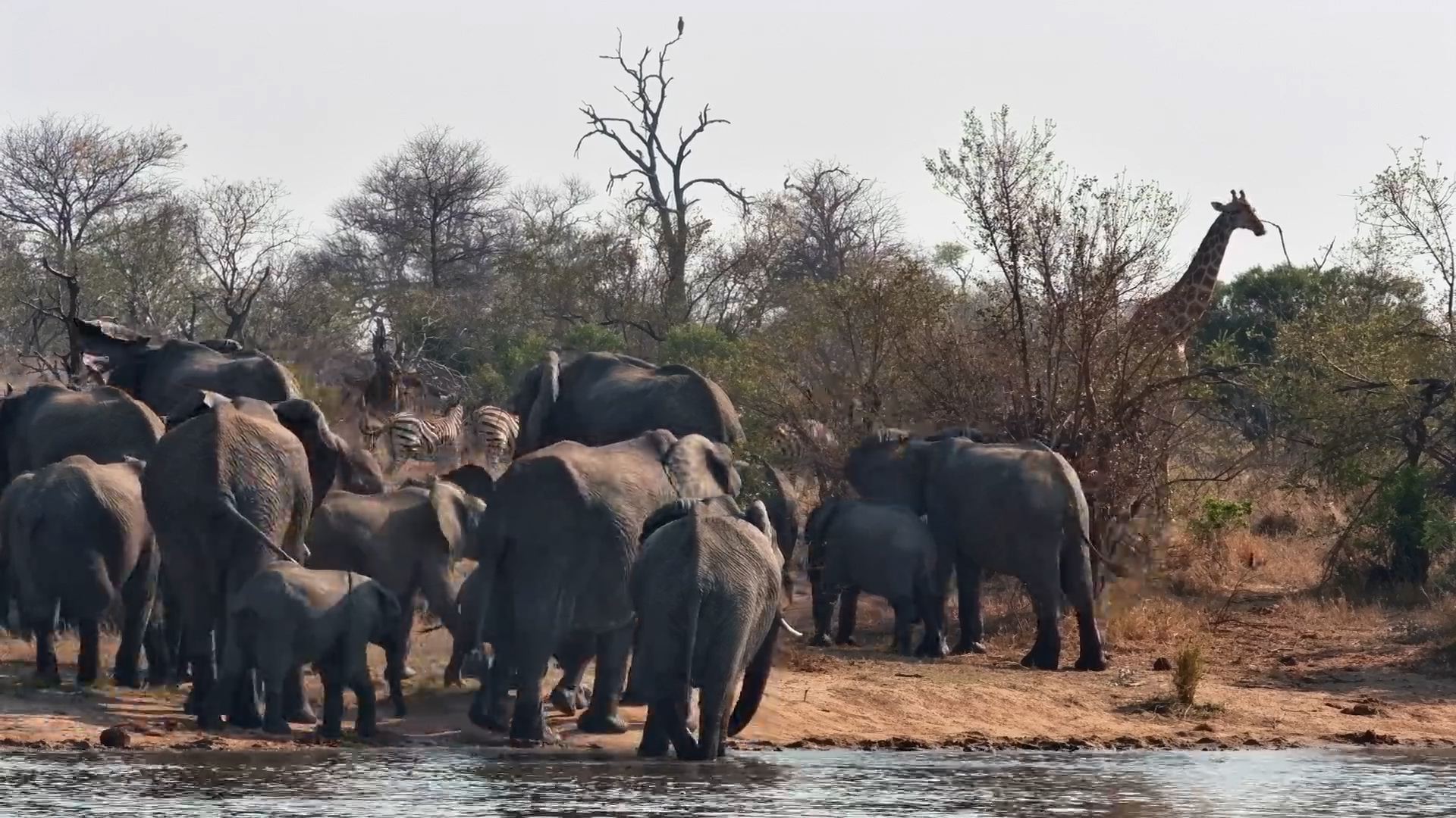 Elephants Up Front… Giraffe Quietly Waiting in the Back
