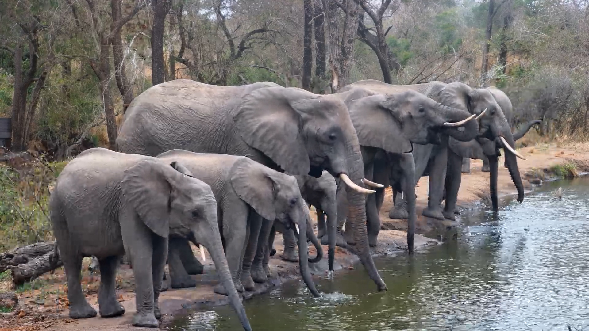 A Beautiful Afternoon With Elephants