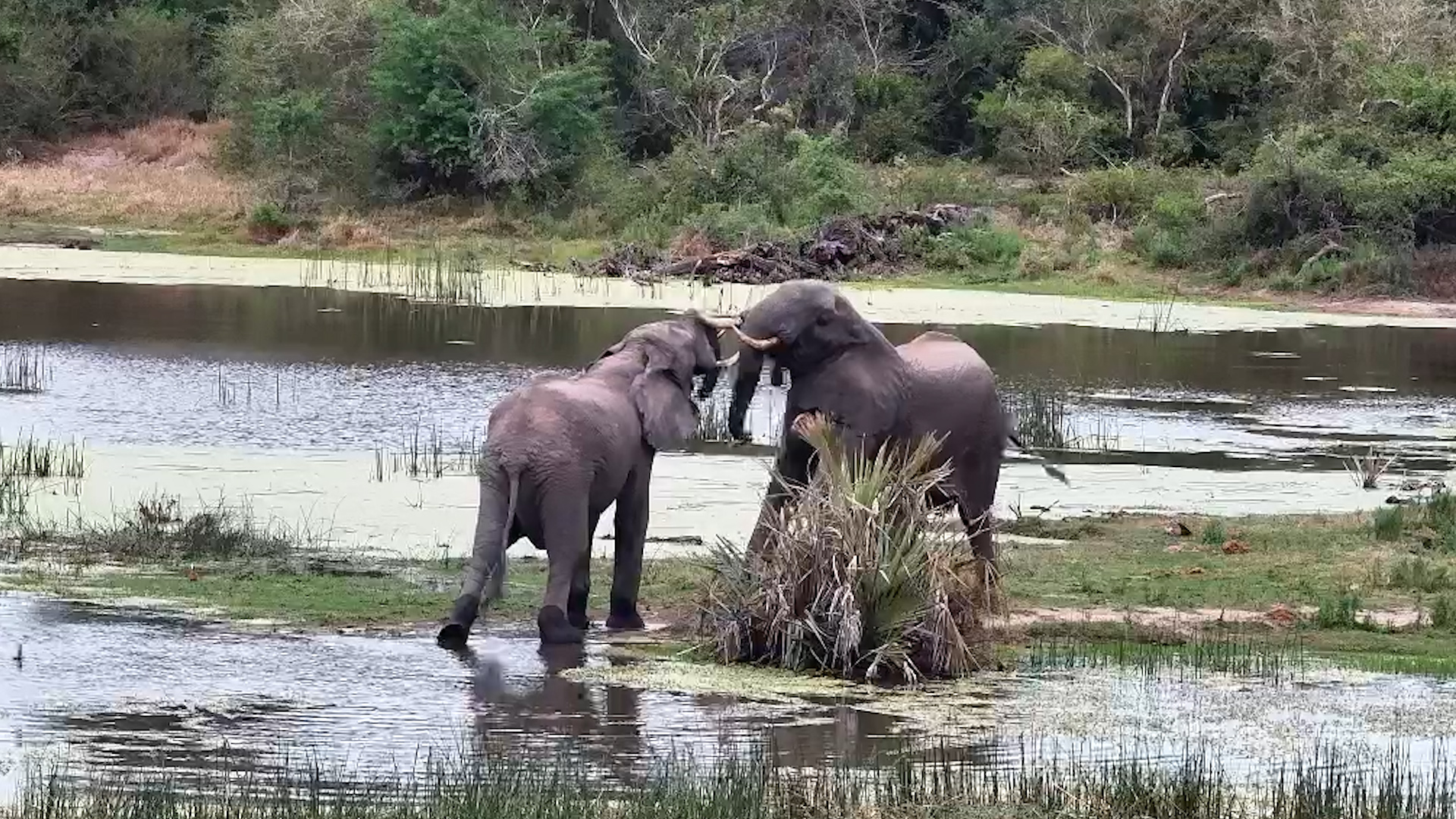 Two Elephants Turn a Quiet Moment Into Playtime