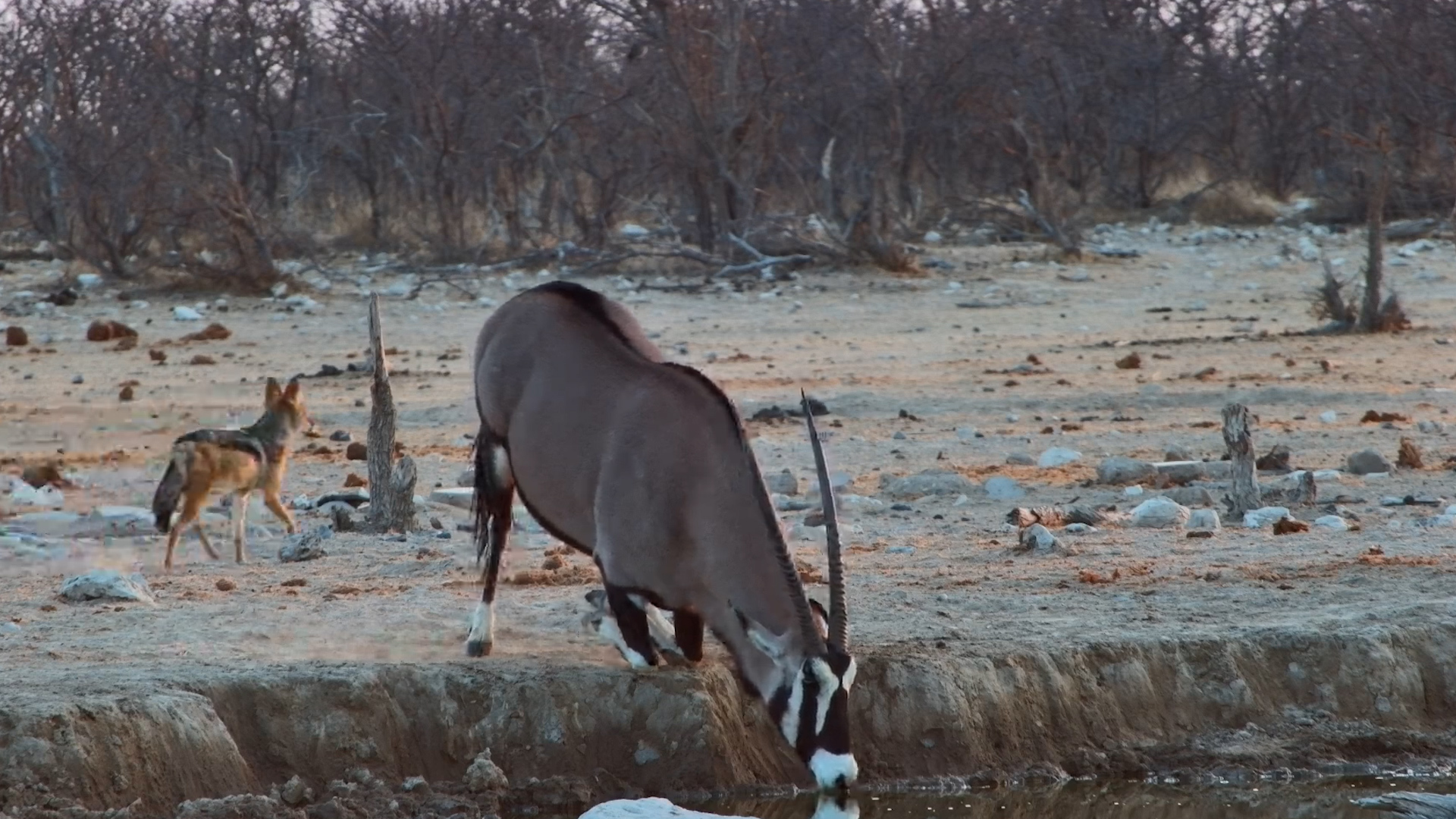 Gemsbok Makes the Most of the Waterhole