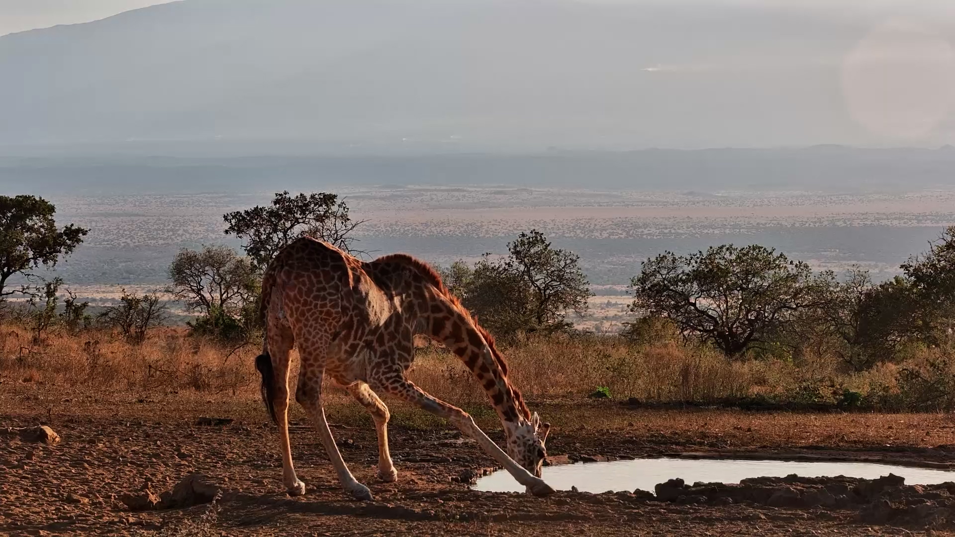 A Lone Giraffe Arrives for a Quiet Drink