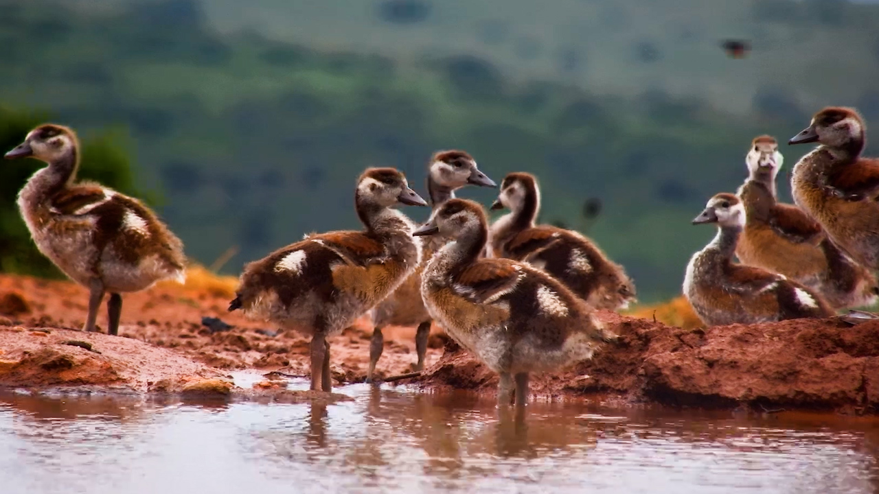 Little Goslings Preen Their Feathers in the Cold