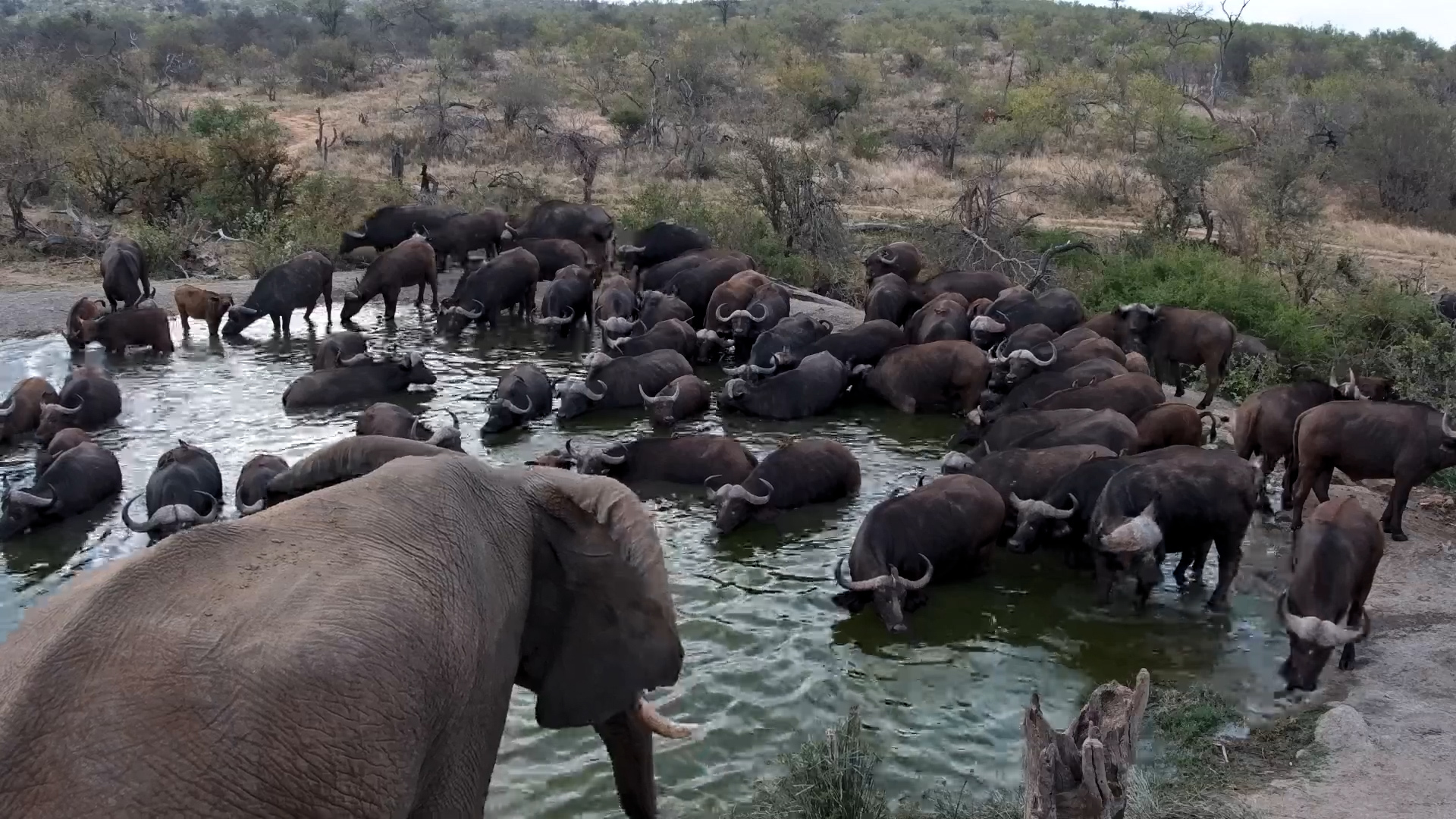 Elephant Disturbs the Buffalo… Then Gives Up and Leaves