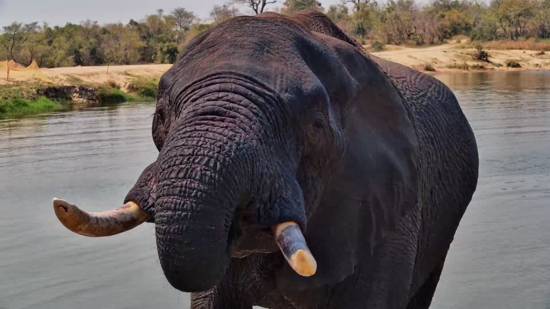 Just an Elephant Casually Standing Beside the Live Camera