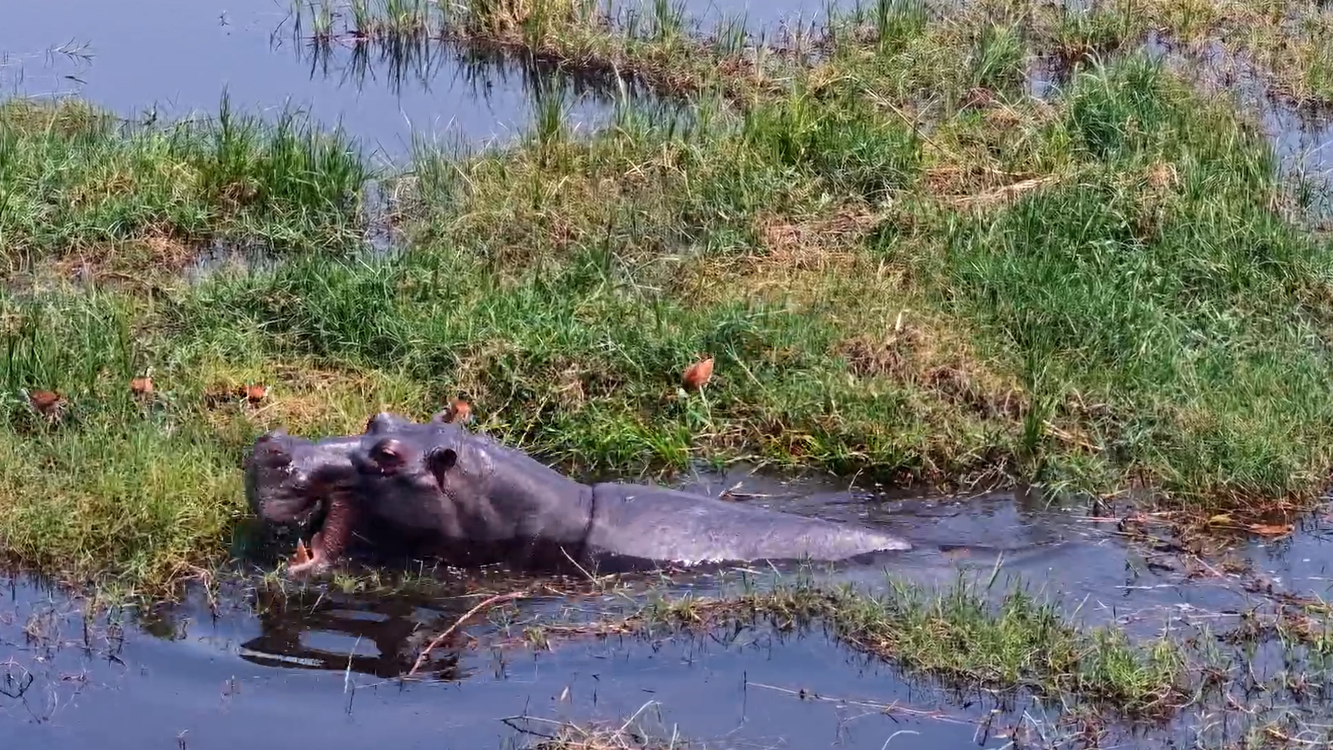 Hippo Stirs Up Dinner for Its Jacana Friends