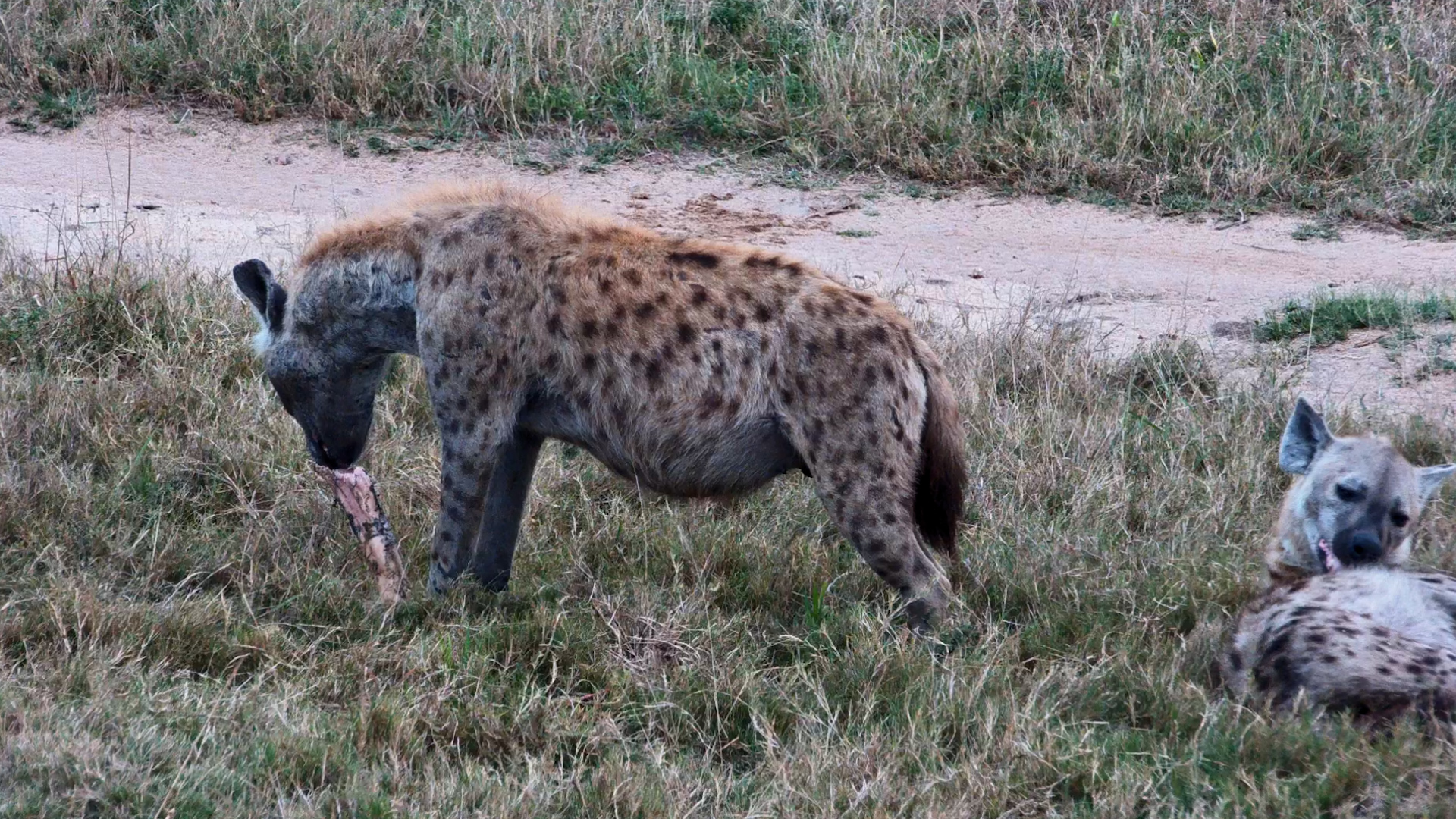 The Others Are Napping… This Hyena Is Busy With a Bone