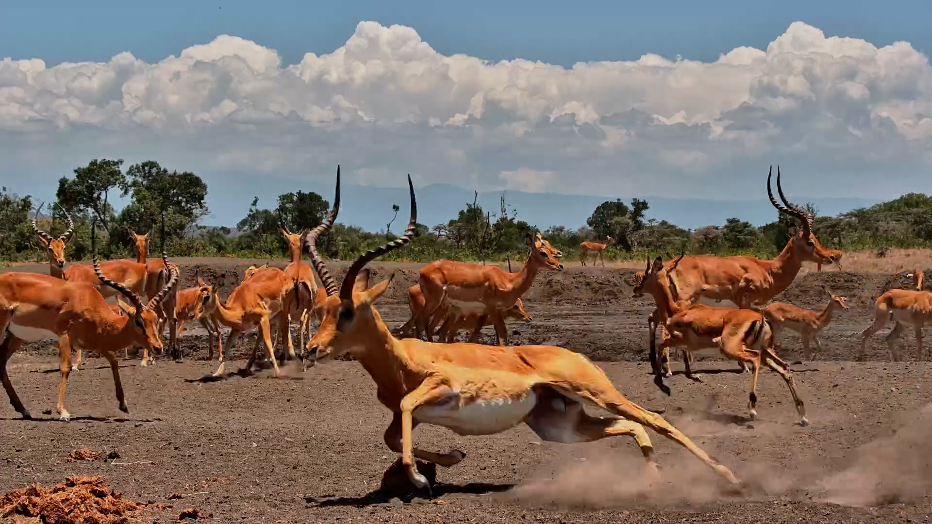 Impala Herd Finds a Mineral Feast by the Camera
