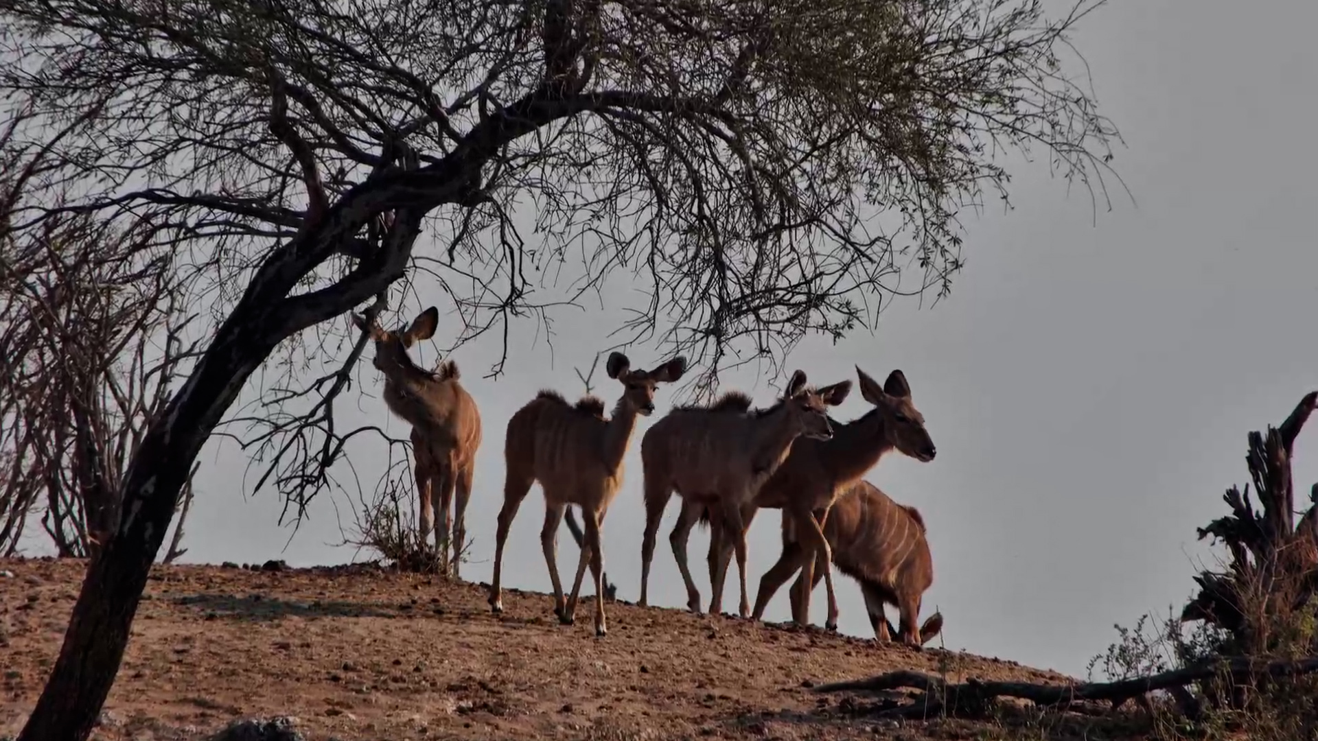 A Stunning Herd of Kudus Appears on the Ridge