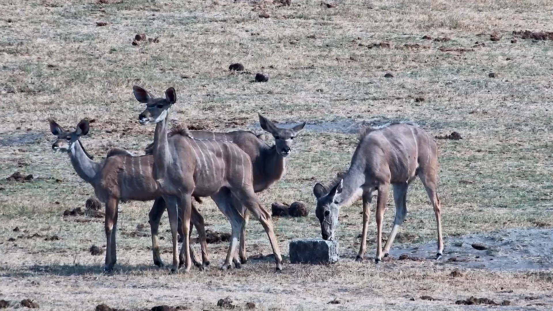 Just a Few Kudus Enjoying a Very Salty Treat