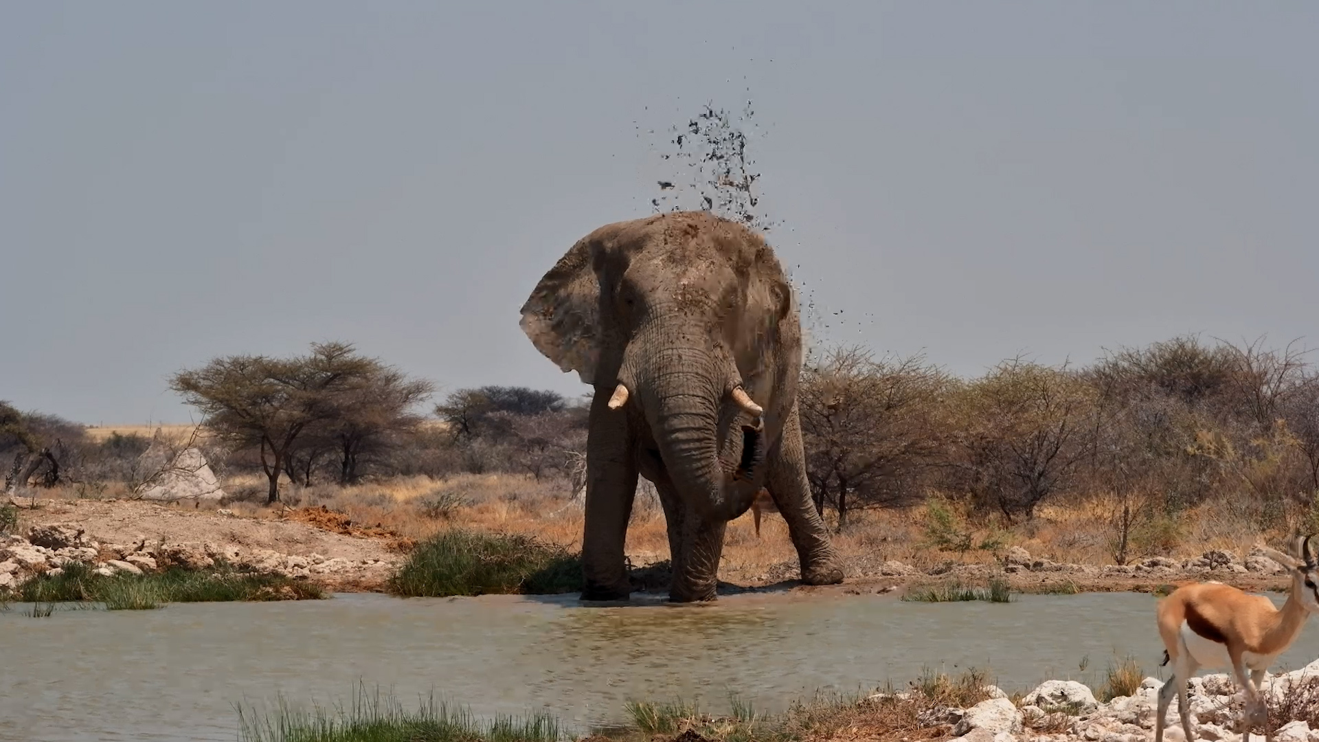 When You Come for a Drink but Stay for the Splash