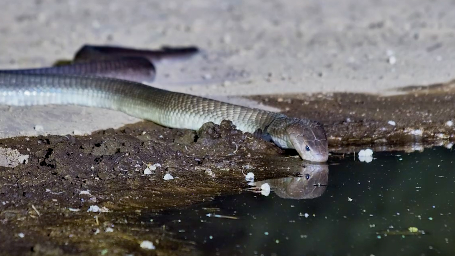 Would You Want to Meet This Visitor at the Waterhole?