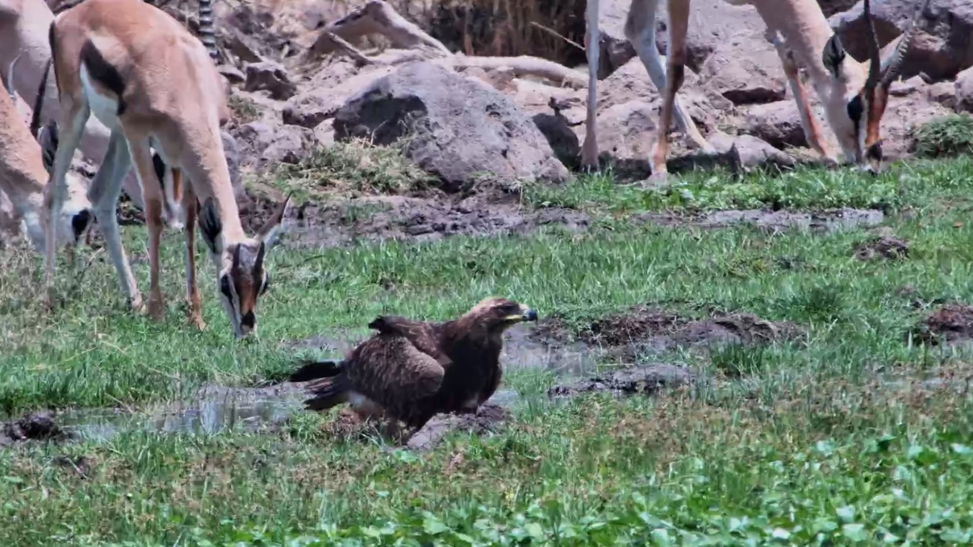 An Impressive Eagle Stops by the Waterhole