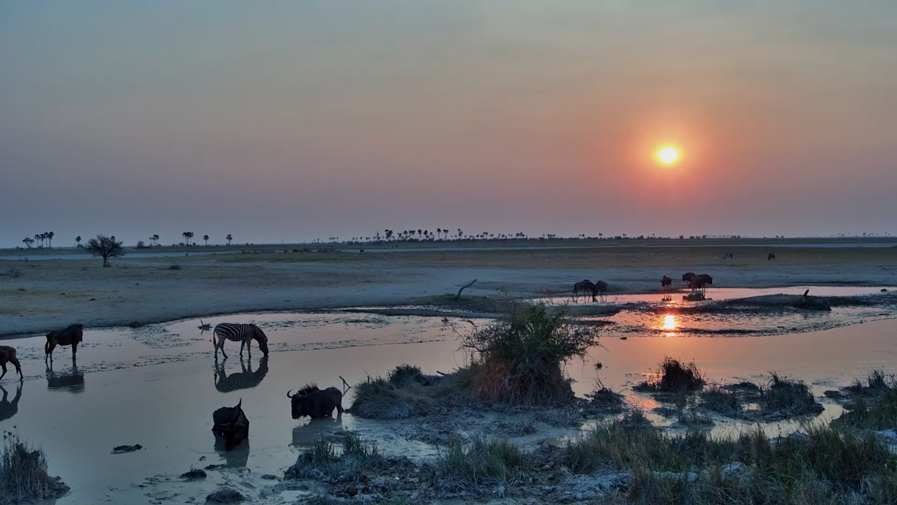 Wildebeest & Zebras Beneath a Stunning Kalahari Sunset