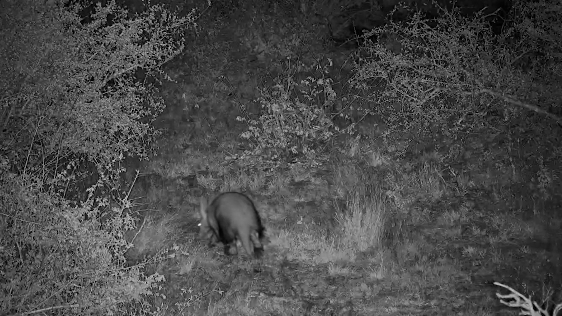 An Aardvark Sneaks Around After Dark