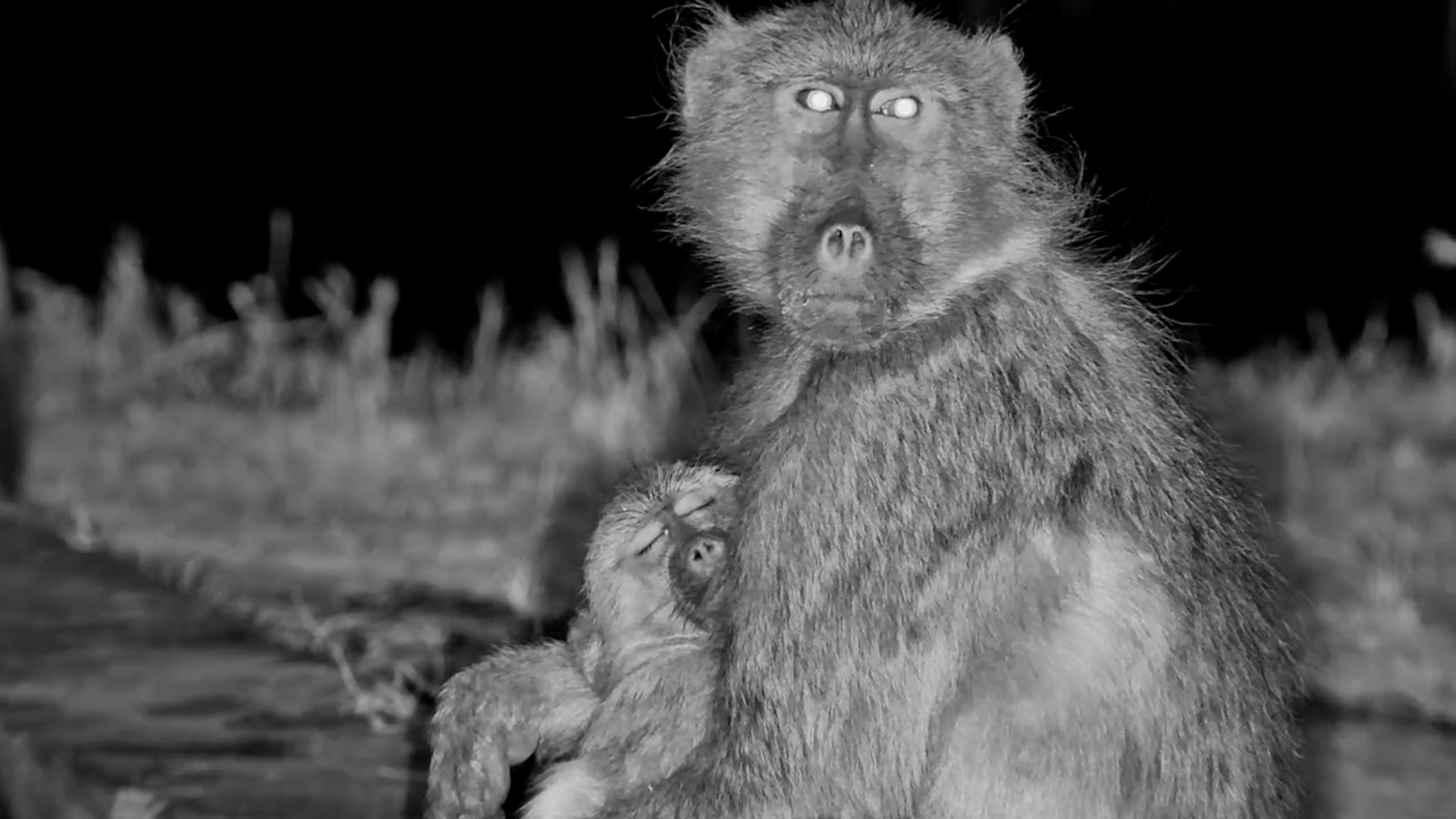 A Baboon Mum's Cuddle Time Gets Interrupted!