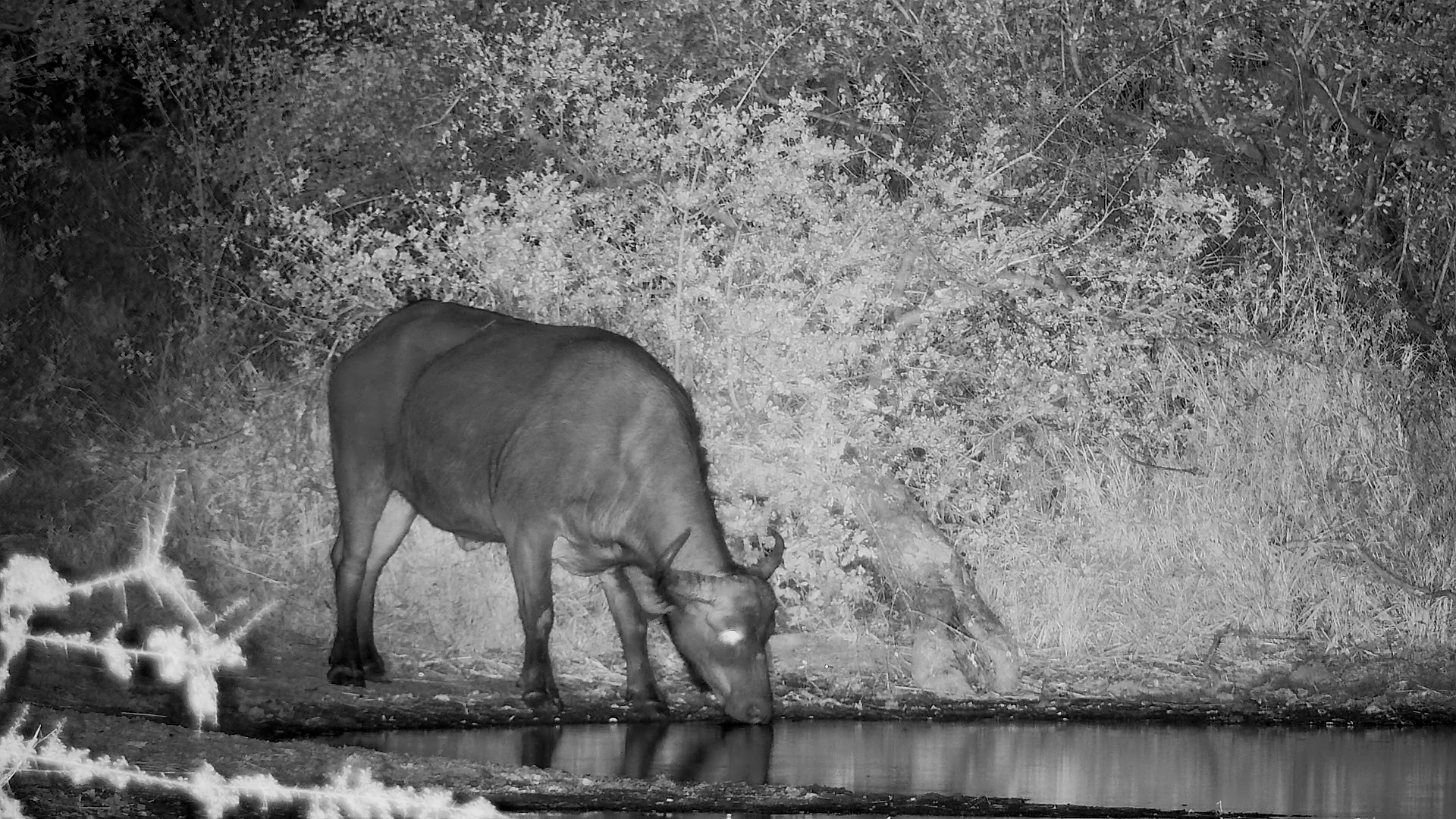 A Midnight Snack for the Buffalo Herd