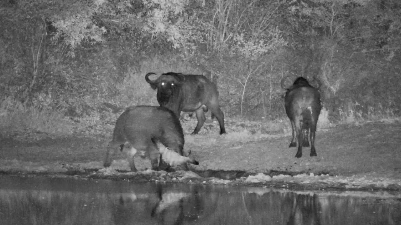 Buffalos Enjoy a Muddy Night-Time Bath