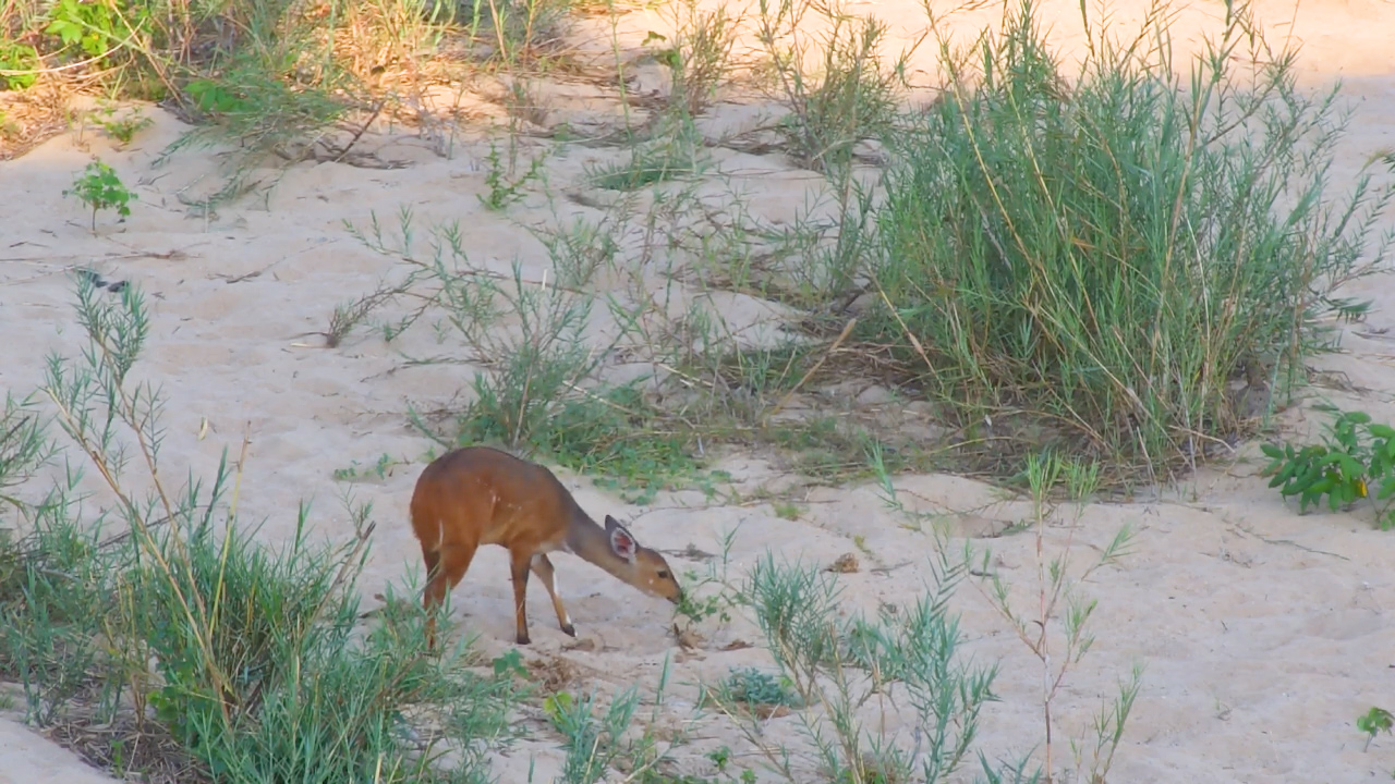 These Bushbucks Enjoy The Peace And Quiet