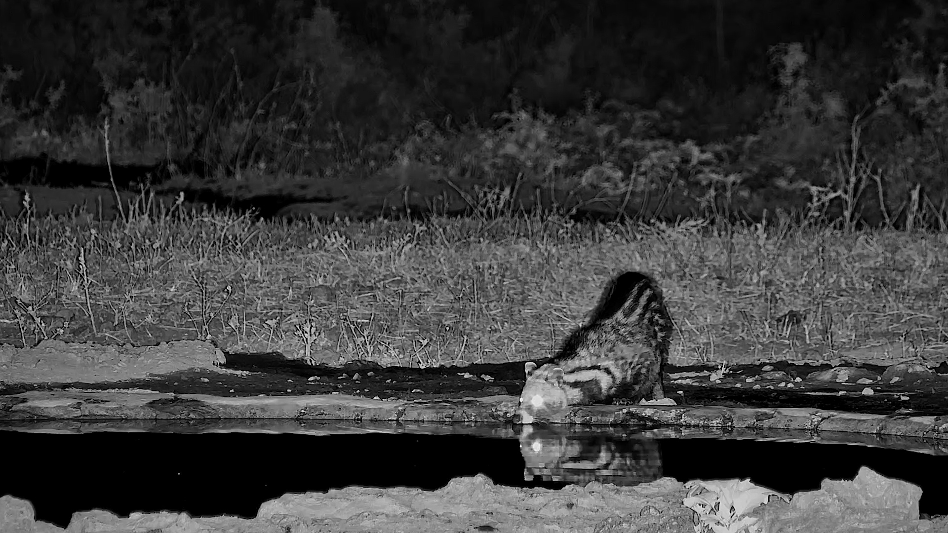 A Thirsty Civet Makes a Night-Time Appearance