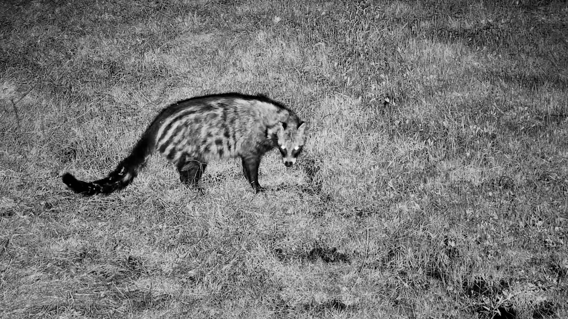 A Curious Civet Sniffs Around After Dark