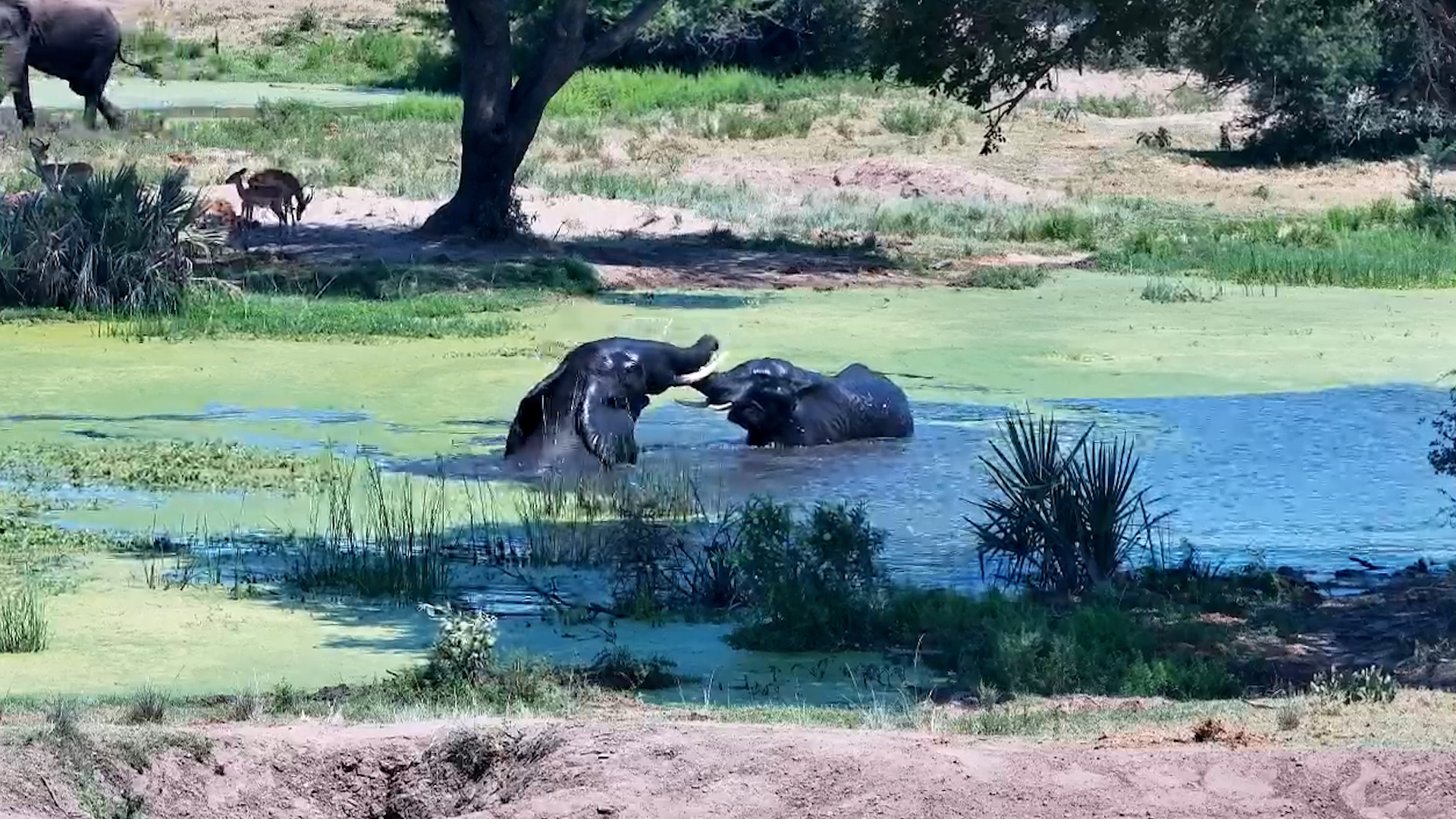 These Elephant Bulls Can't Resist a Little Roughhousing In The Waterhole!