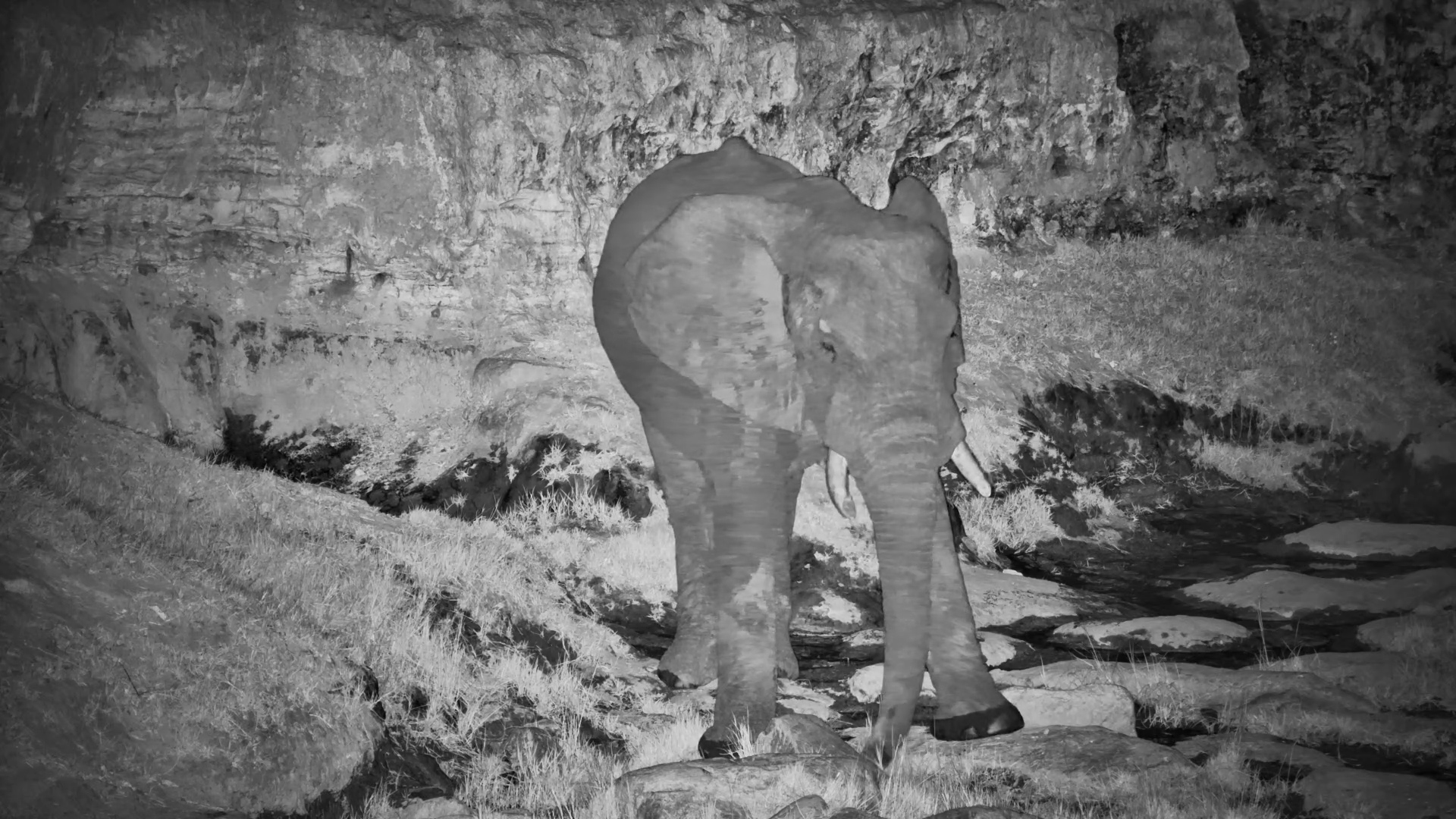 A Midnight Drink and Snack for an Elephant