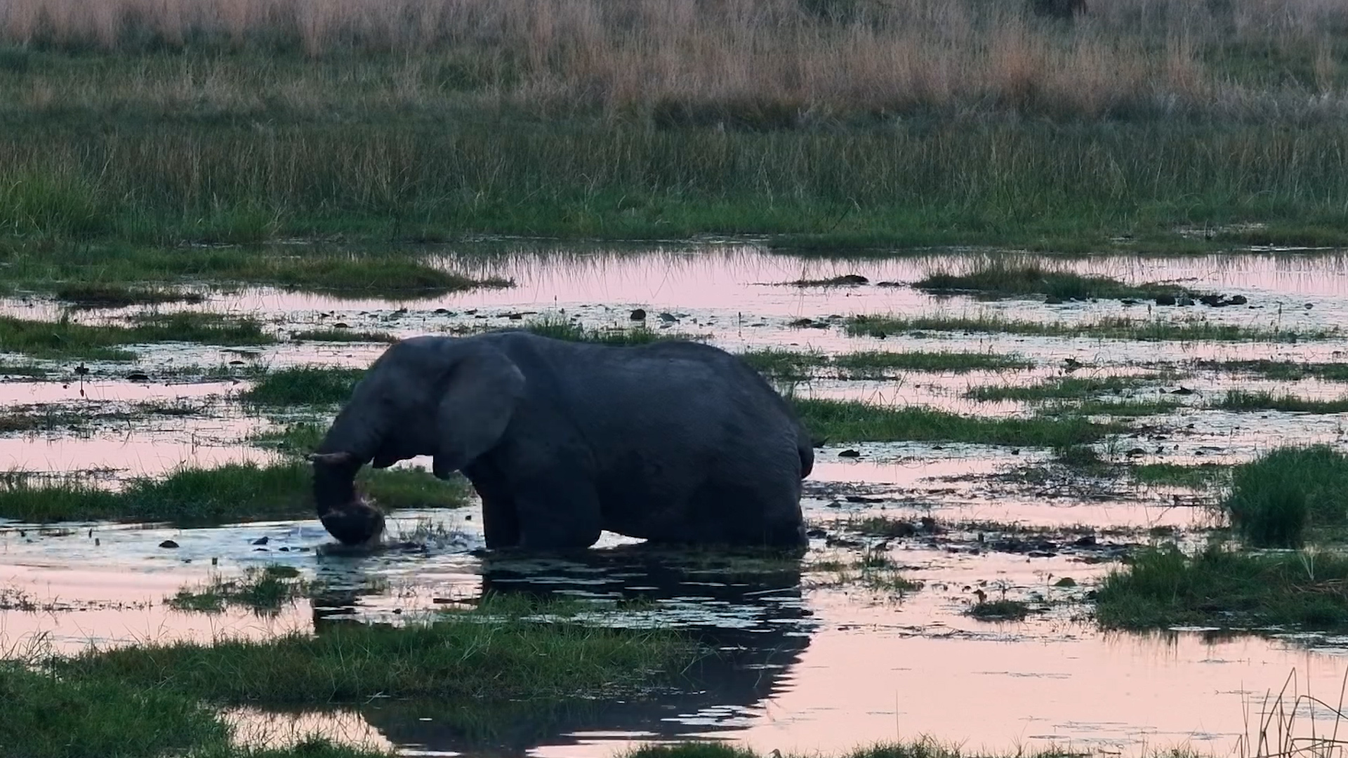 An Elephant Enjoys a Snack in the Water