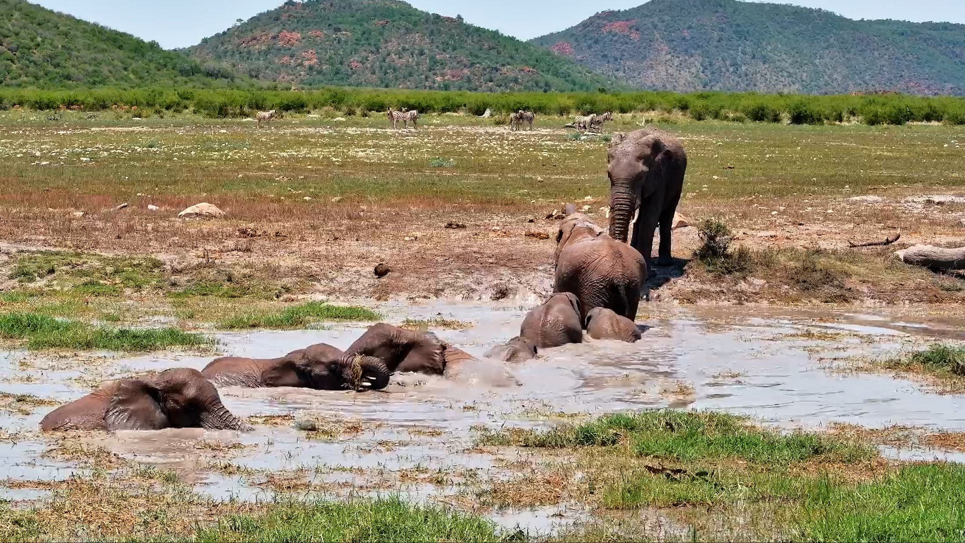 It's Splash Time for This Elephant Herd!