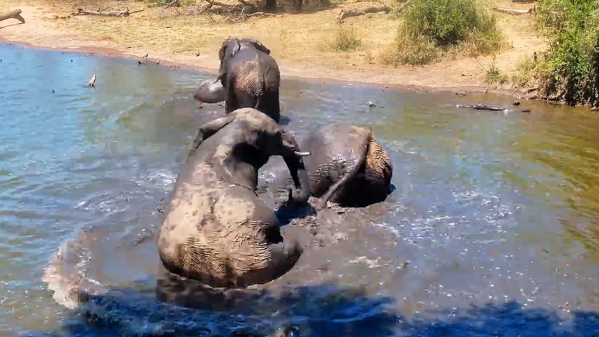 Elephants Give the Camera a Muddy Surprise!