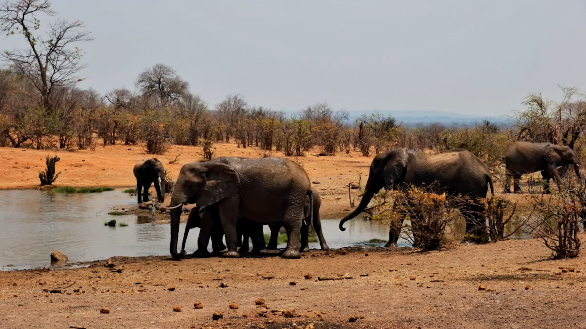 A Quick Waterhole Visit for the Elephant Herd