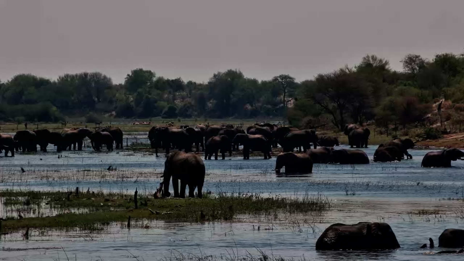 Elephants Everywhere You Look at Moela!