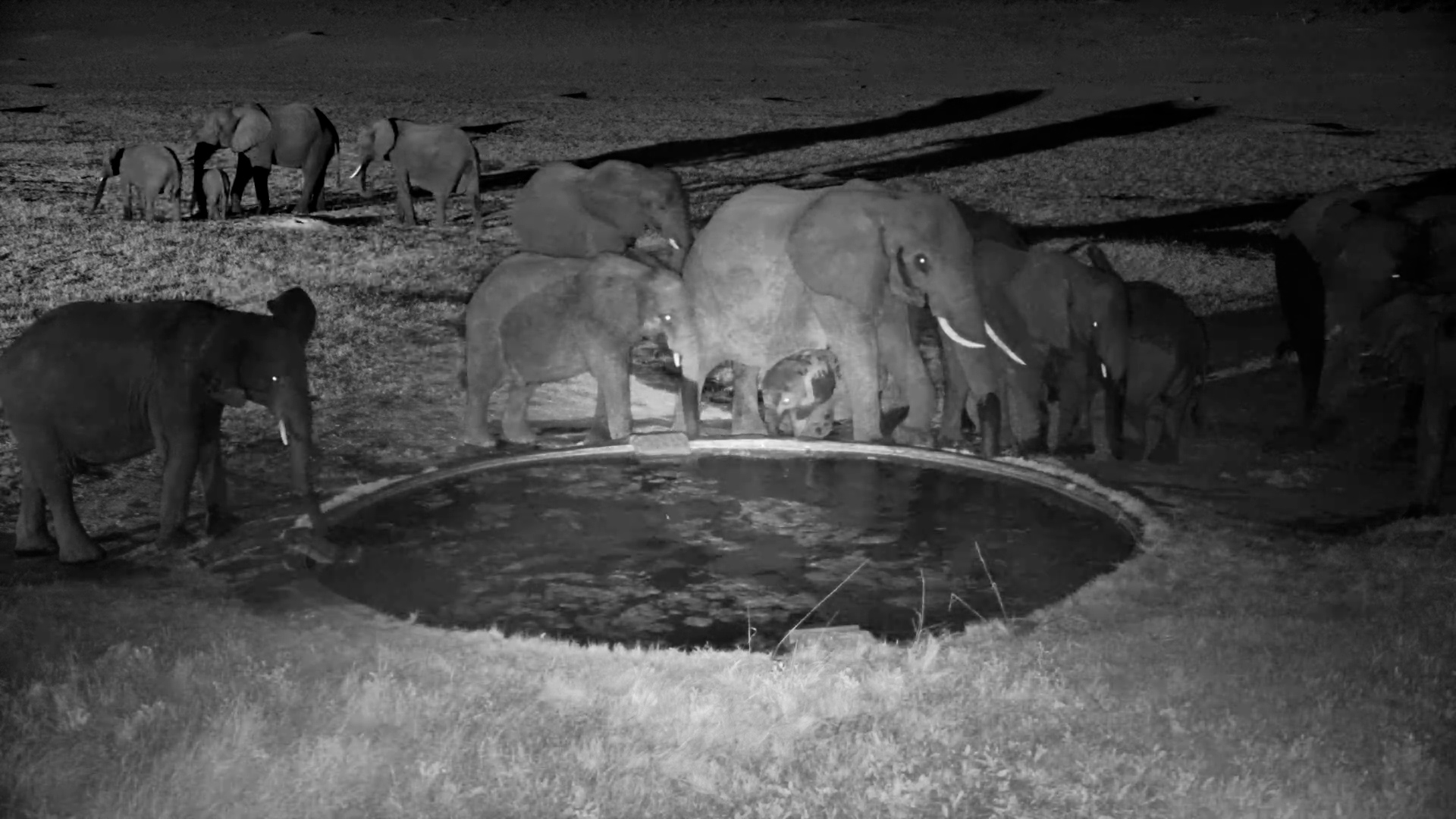 Elephant Herd Comes to the Rescue of a Calf!