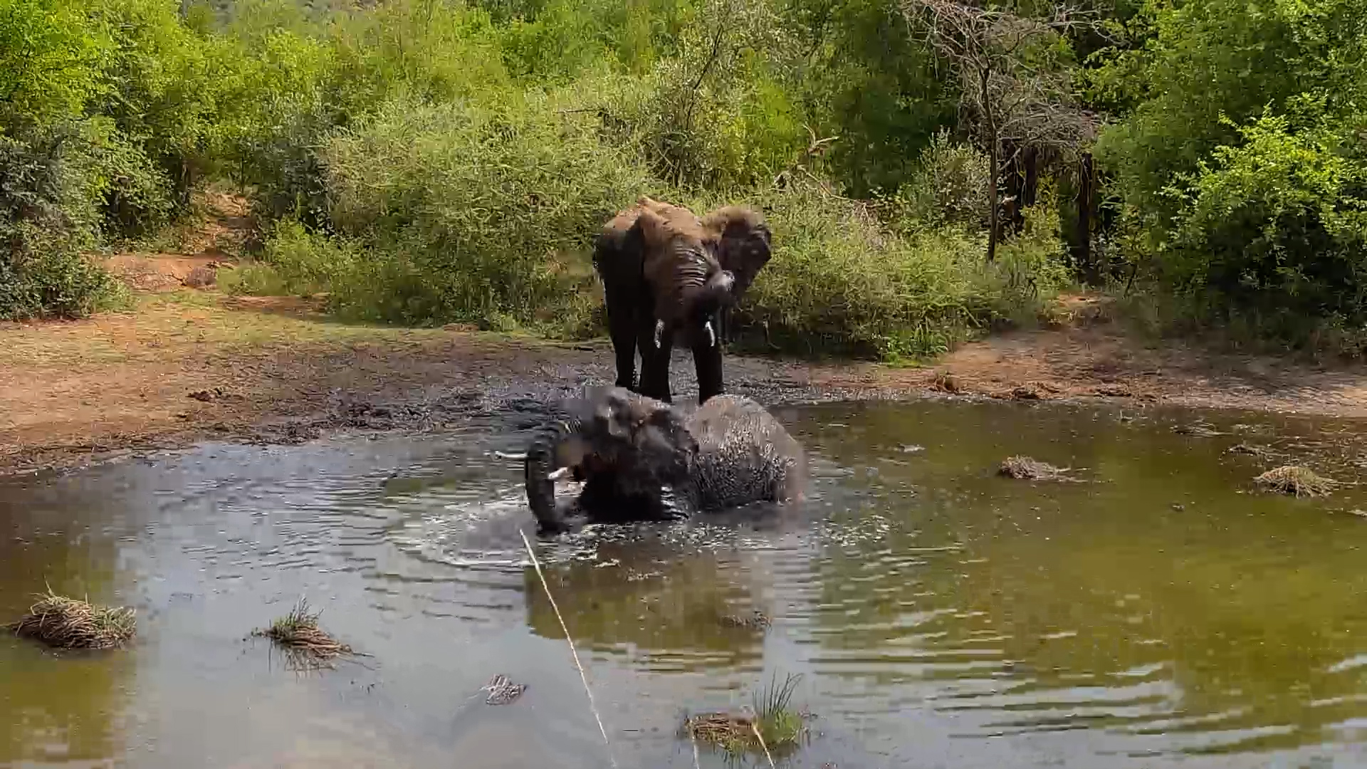 Elephants Take a Refreshing Dip at Kwa Maritane Waterhole!