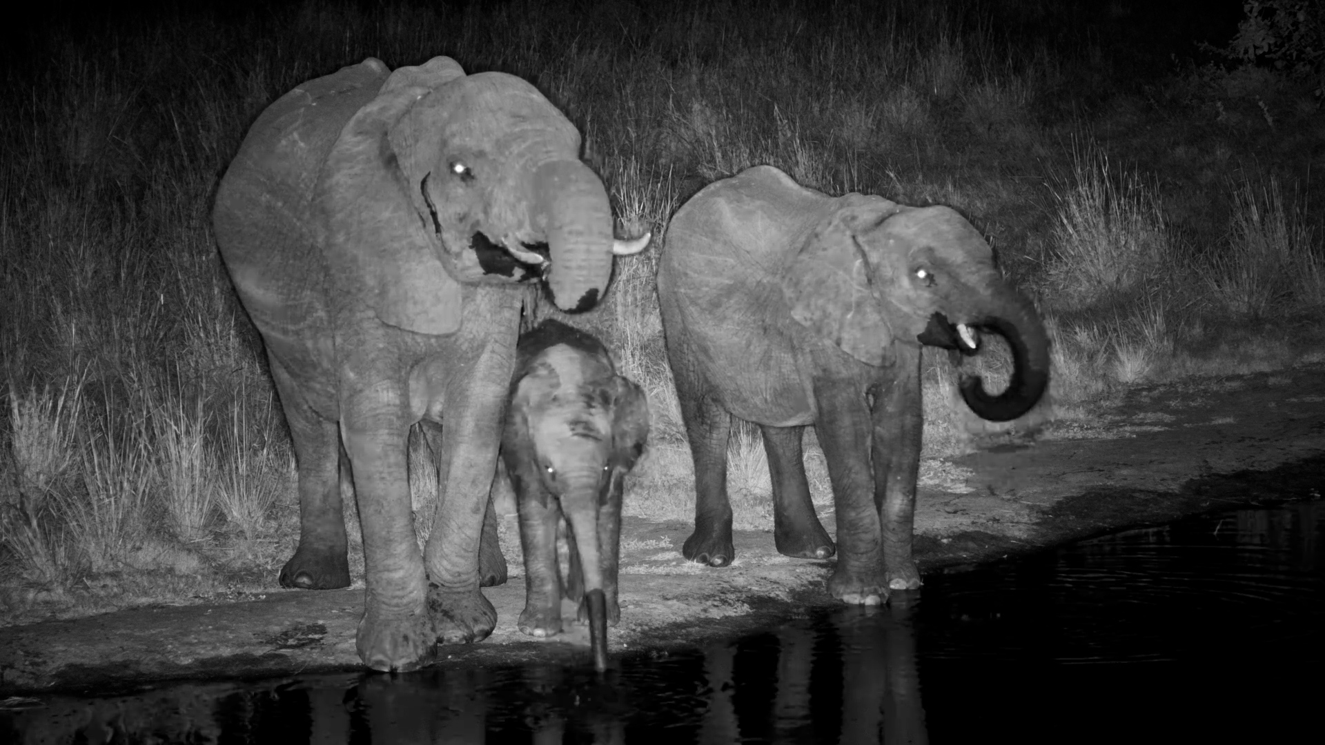 Even the Little Elephants Need a Drink