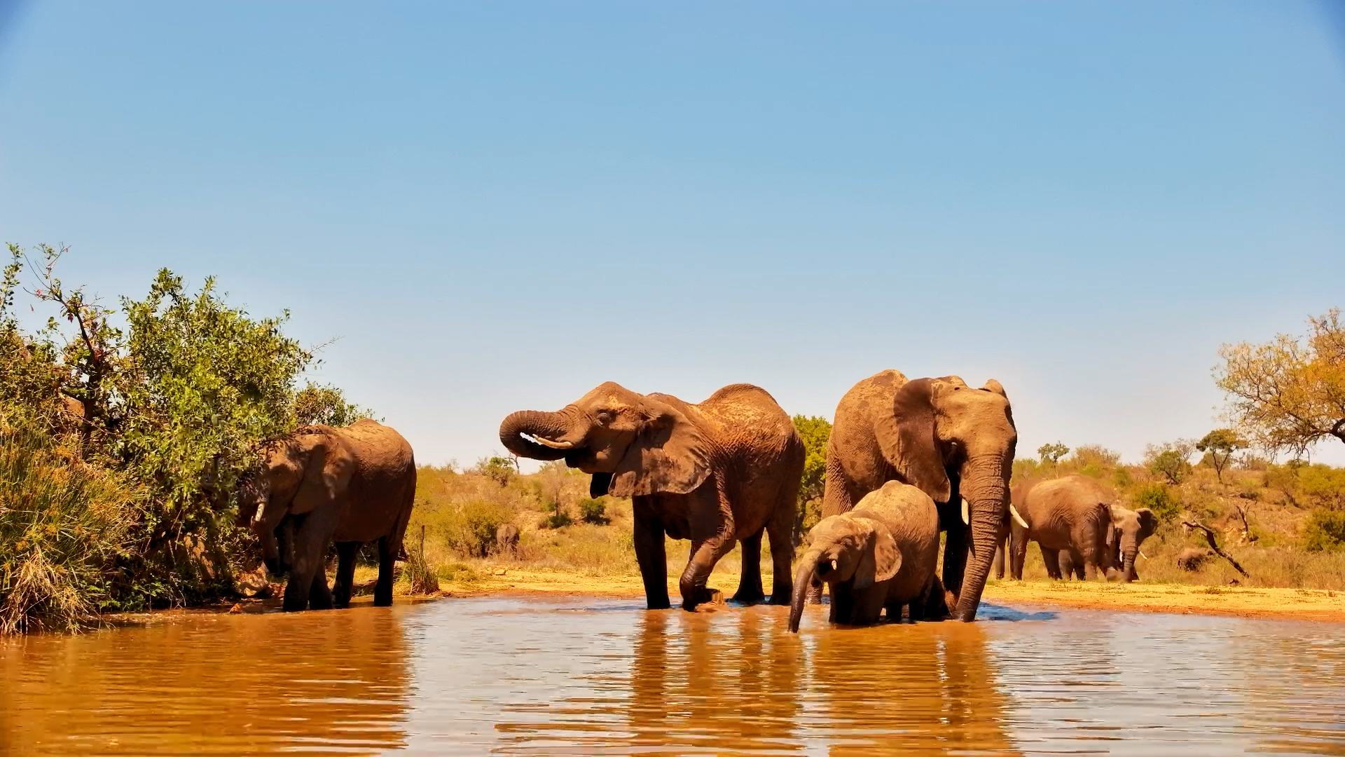 ZA  Skip navigation Search    Create  9+  Avatar image A Peaceful Drink for the Elephants
