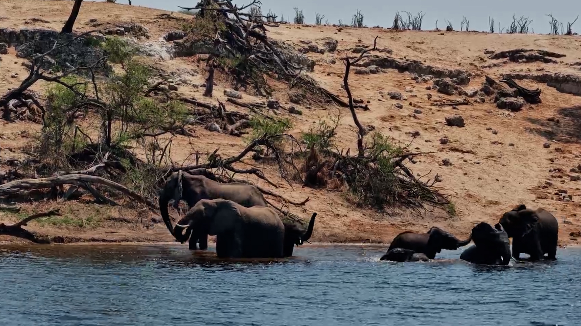 A River Pit Stop for the Elephants