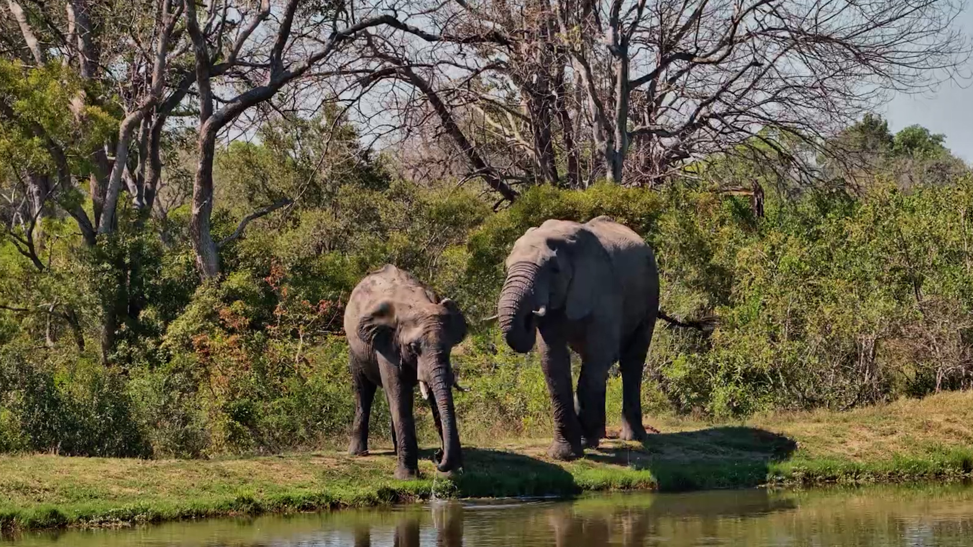 Elephants Make a Stop at the Dam