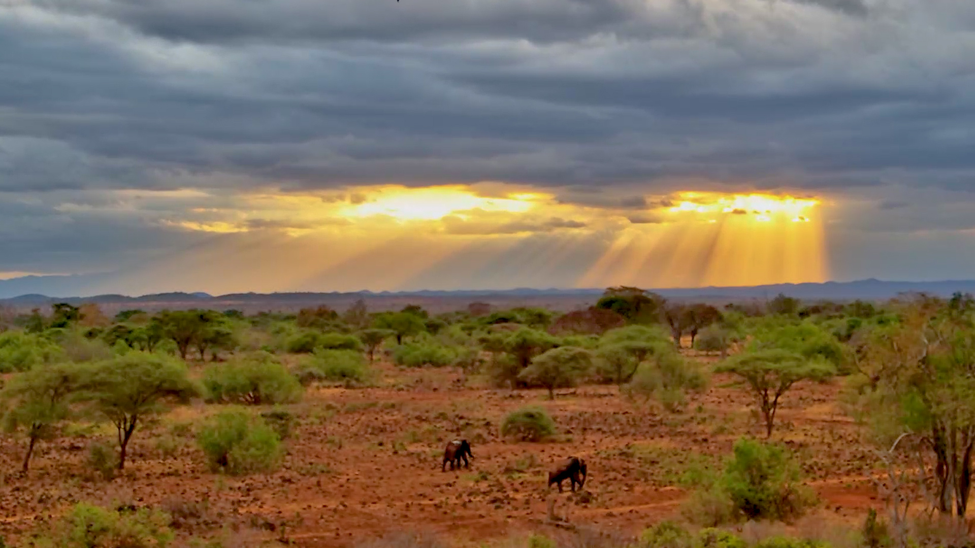 Elephants Wander Past as the Sun Goes Down