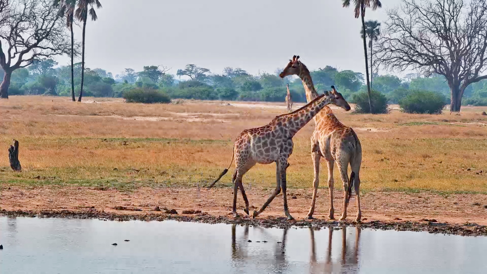 A Giraffe Takes a Careful Sip at Linkwasha