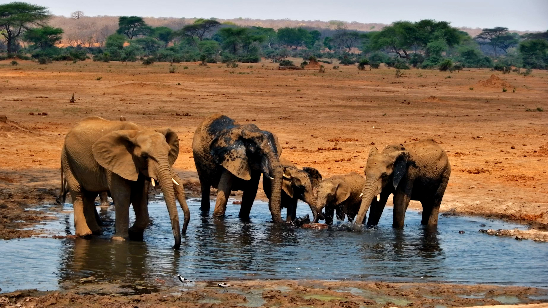 There's Always Time for a Waterhole Stop!