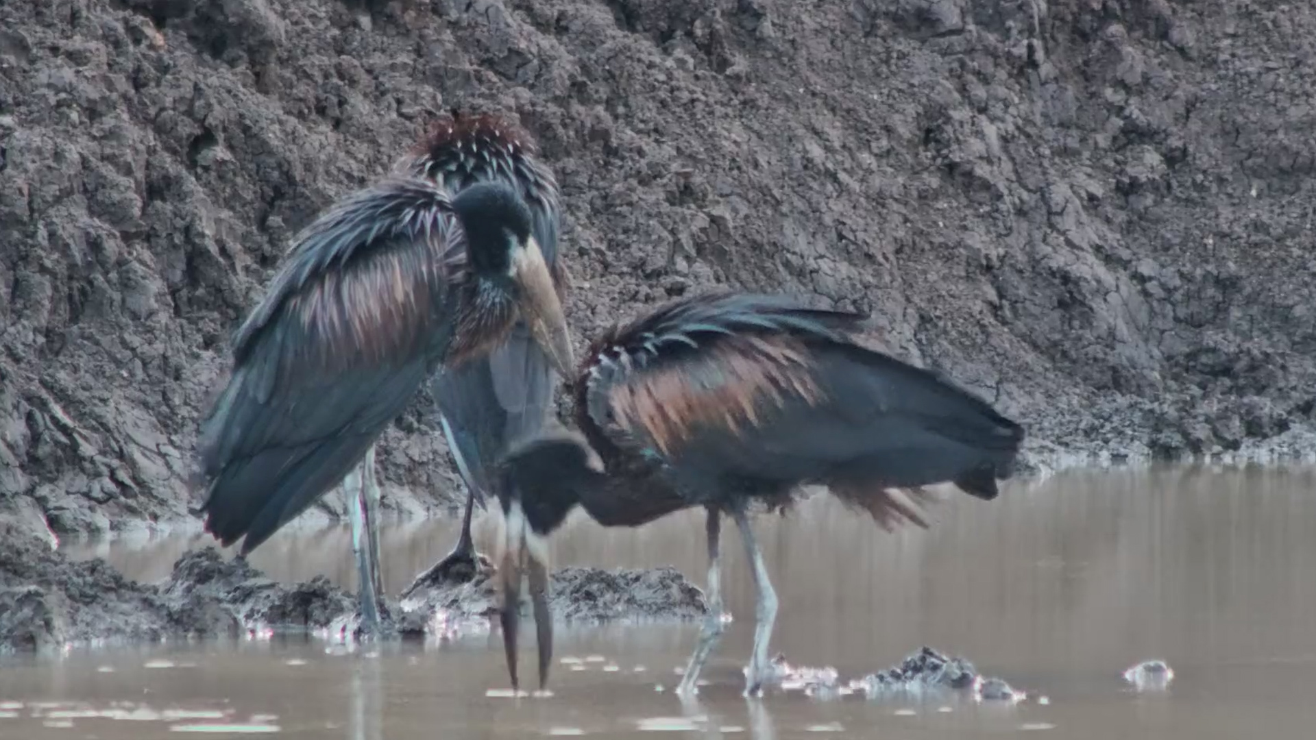 Openbills Flock to the Waterhole